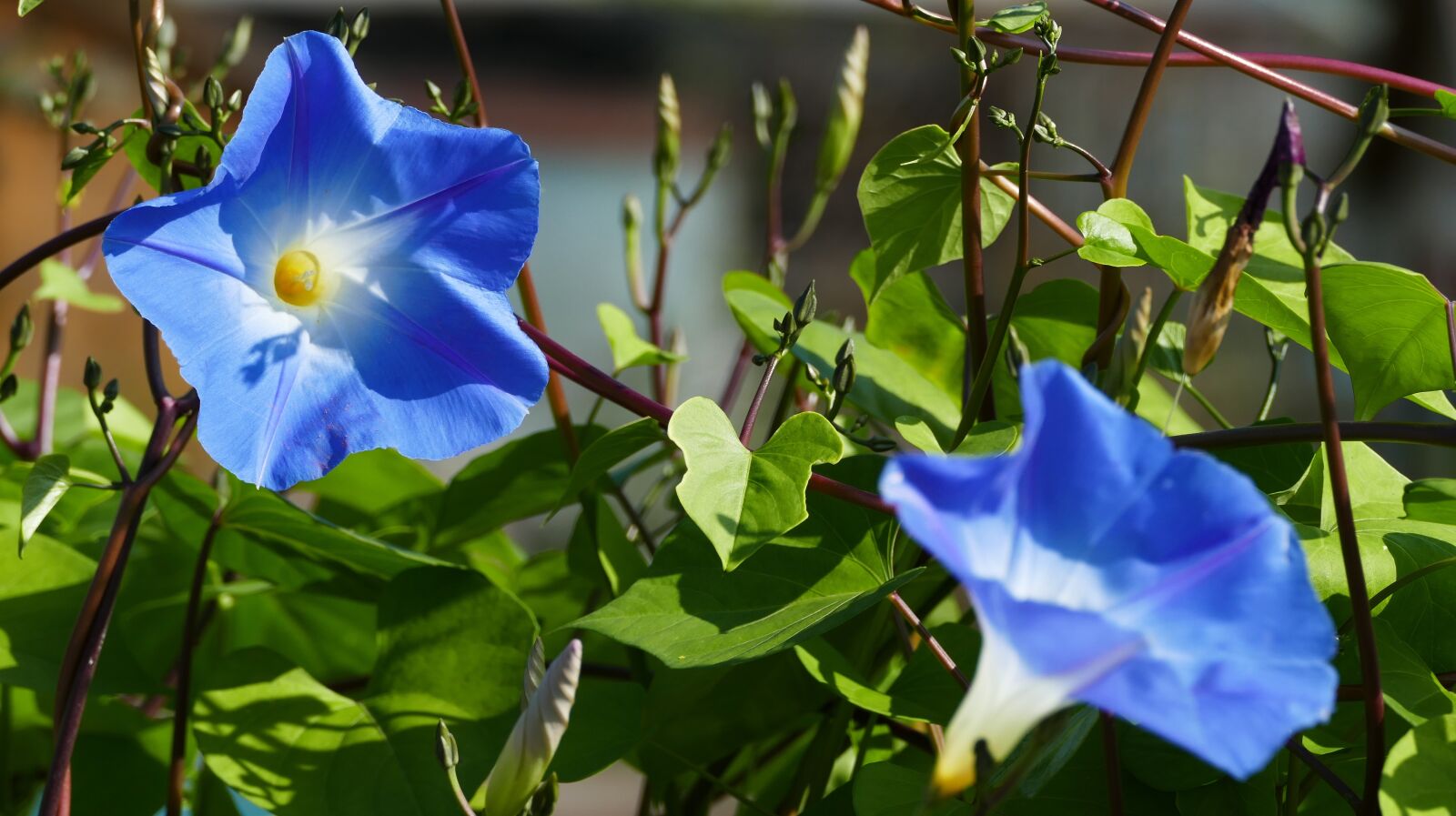 Panasonic Lumix DMC-FZ1000 sample photo. Nature, garden, ipomoea hederacea photography