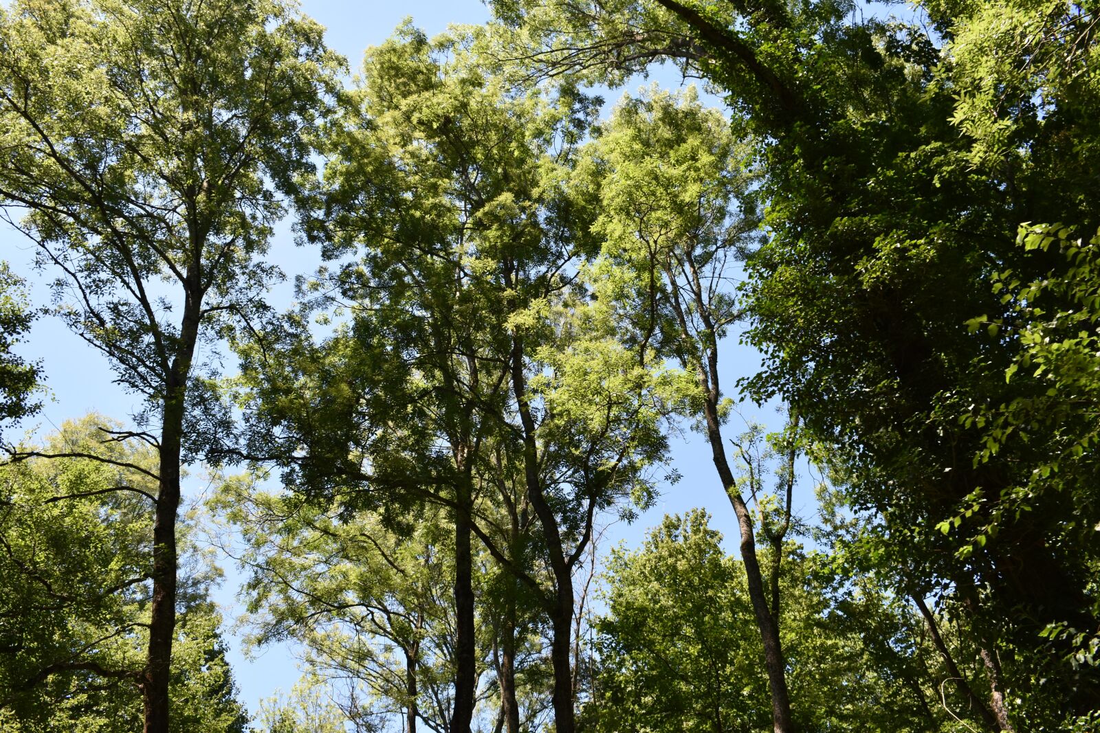 Nikon D3400 sample photo. Sky, green, nature photography