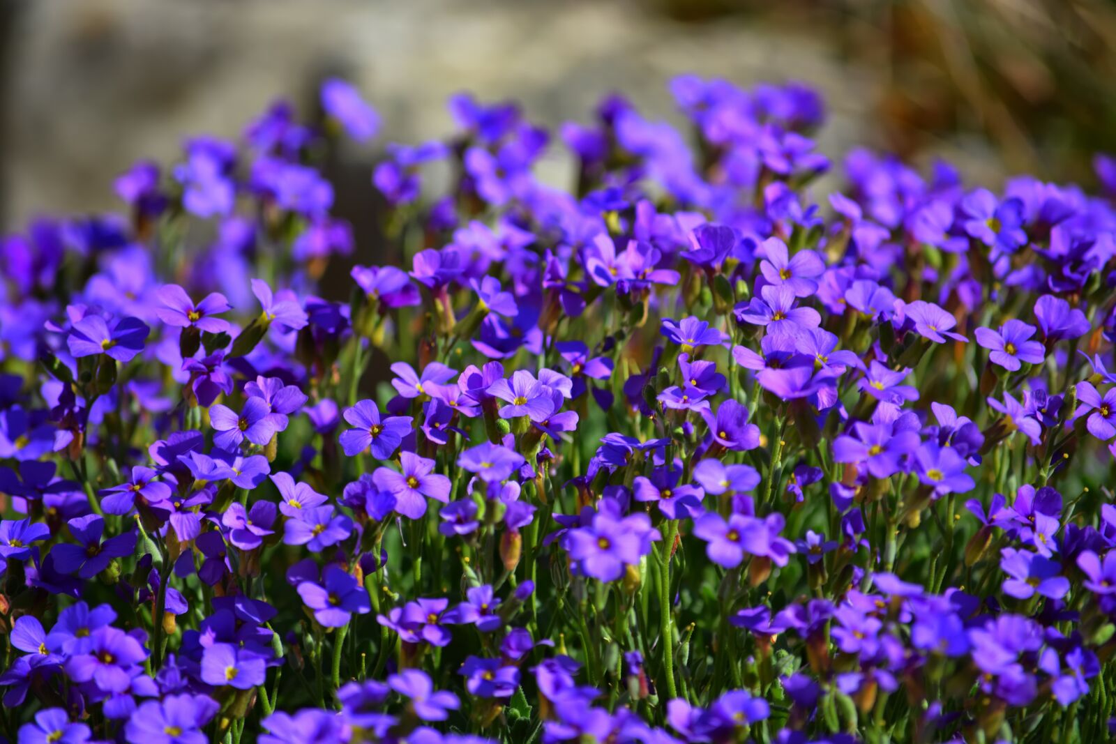 Nikon D5200 sample photo. Flowers, spring, flower bed photography
