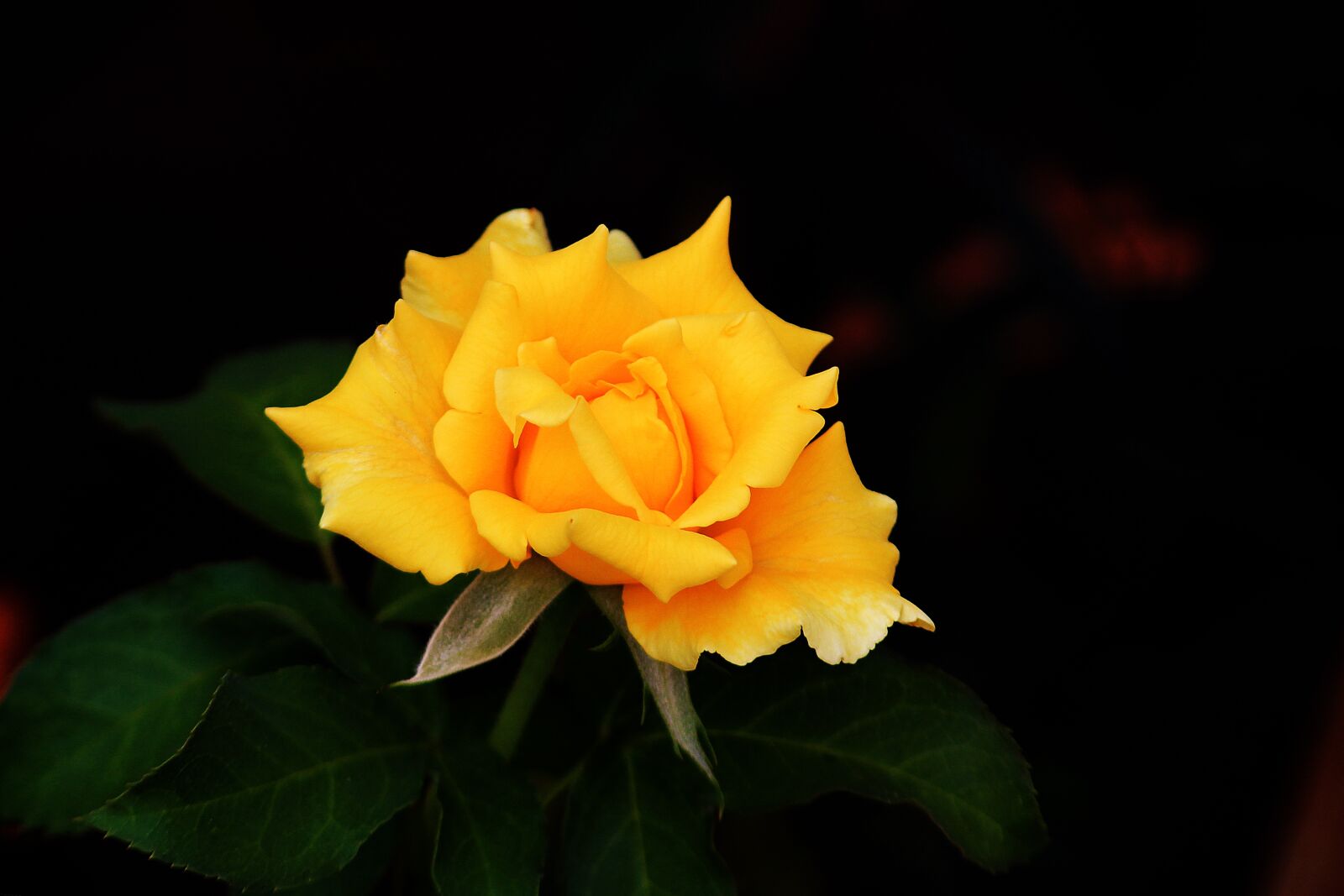 Canon EOS 600D (Rebel EOS T3i / EOS Kiss X5) sample photo. Rosa, yellow, romance photography