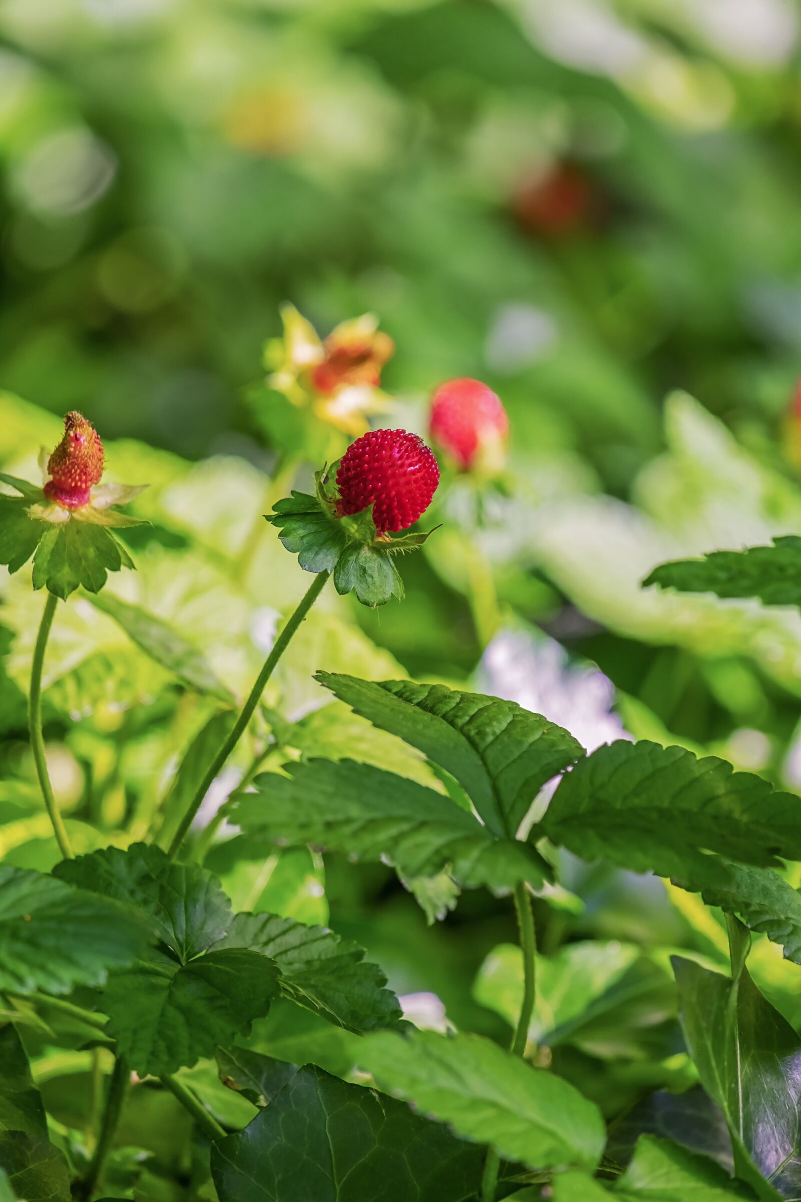 Fujifilm XF 55-200mm F3.5-4.8 R LM OIS sample photo. Indian translucent strawberry, strawberry photography