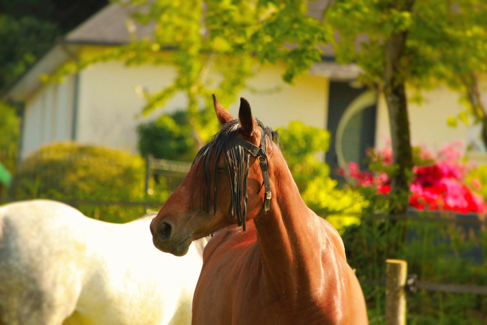Canon EF-S 55-250mm F4-5.6 IS STM sample photo. Horse walker, horse, horses photography