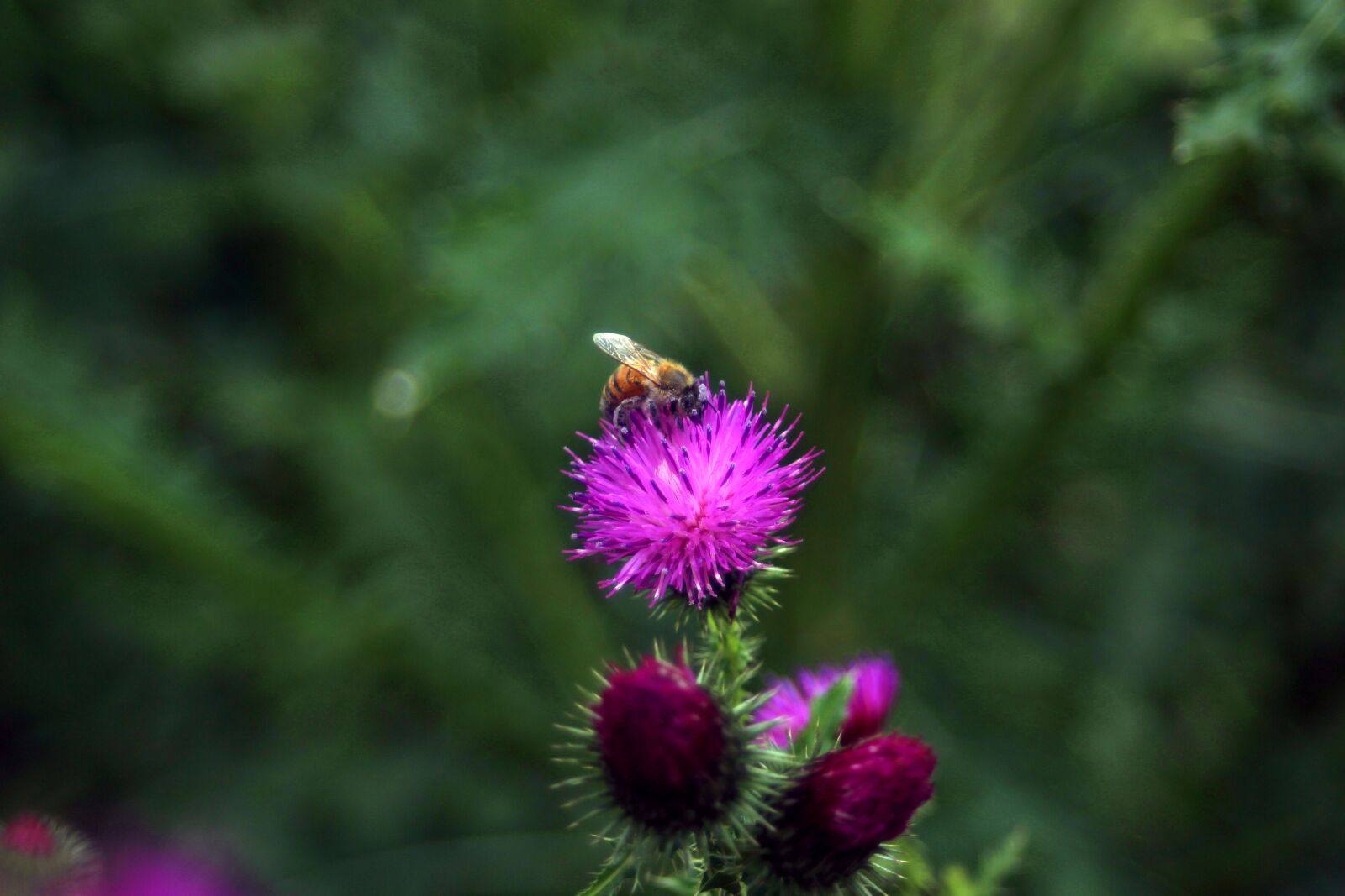 Canon EF 28-70mm f/3.5-4.5 sample photo. Thistle, booger flowers, booger photography