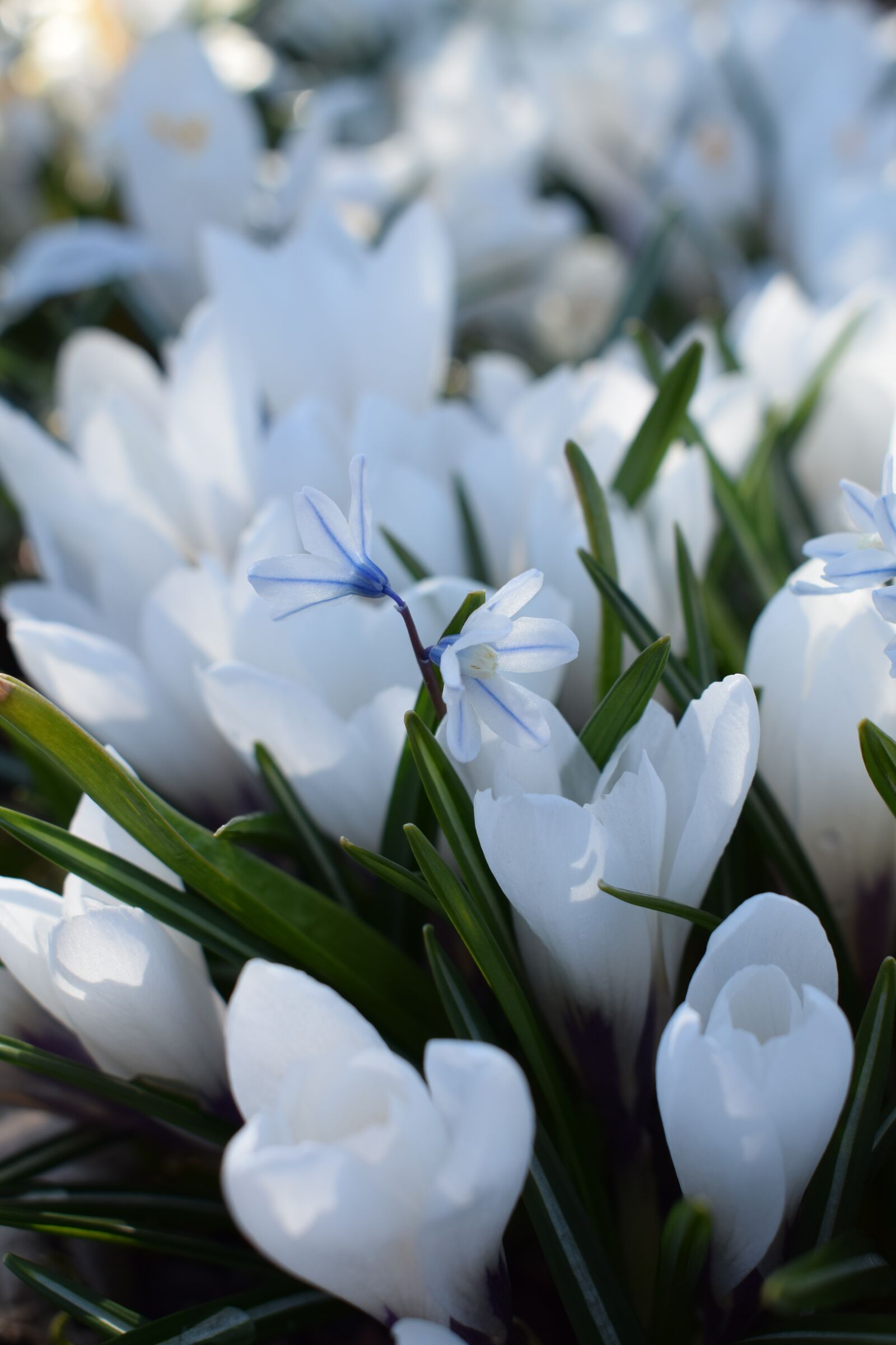 Nikon D3300 sample photo. White, flower, spring photography