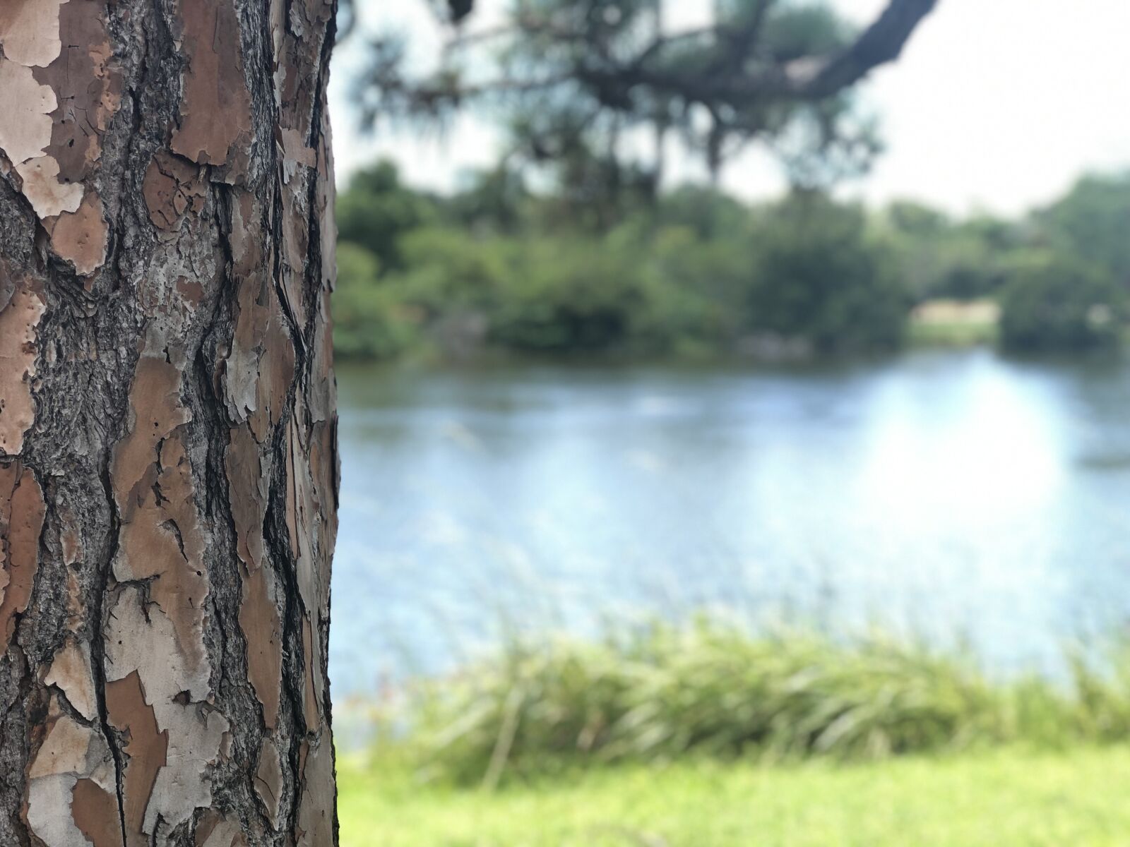 iPhone 8 Plus back dual camera 6.6mm f/2.8 sample photo. Tree, bark, lake photography