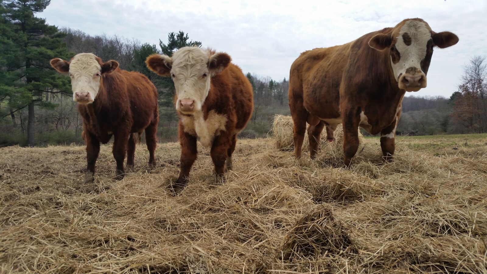 Samsung Galaxy S5 sample photo. Cow, cows, farm photography