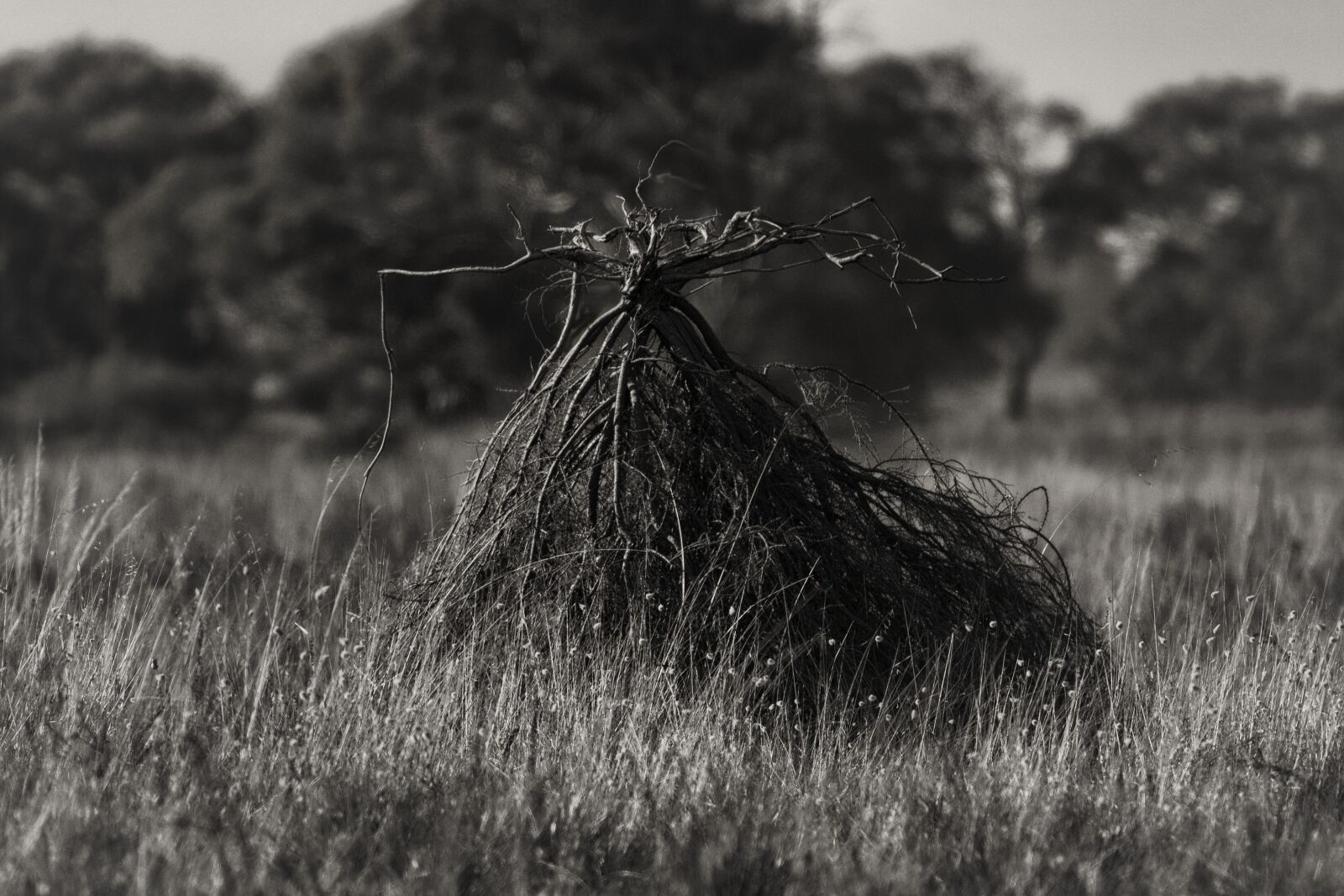 Canon EOS 5D Mark II sample photo. Bush, opera, australia photography