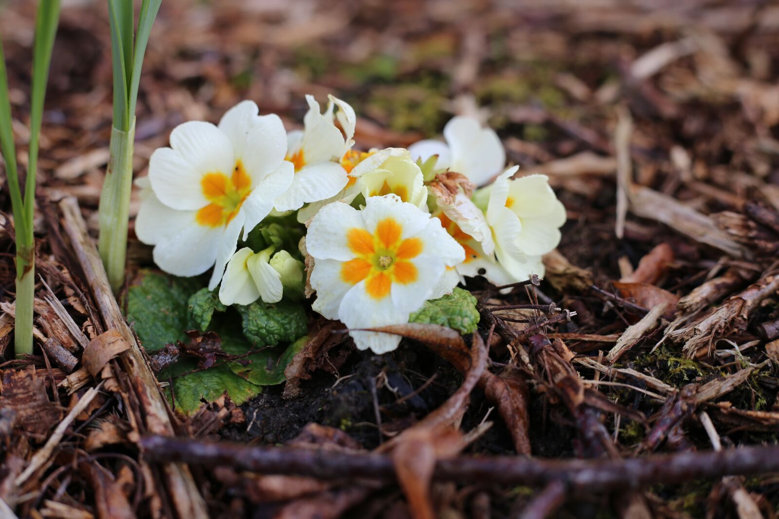 Canon EF 50mm F1.8 STM sample photo. Flower, nature, bloom photography