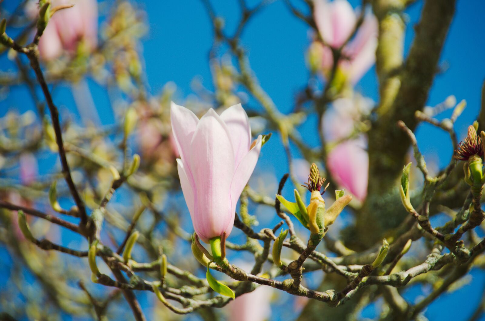 Nikon D5100 sample photo. Magnolias, flower, nature photography