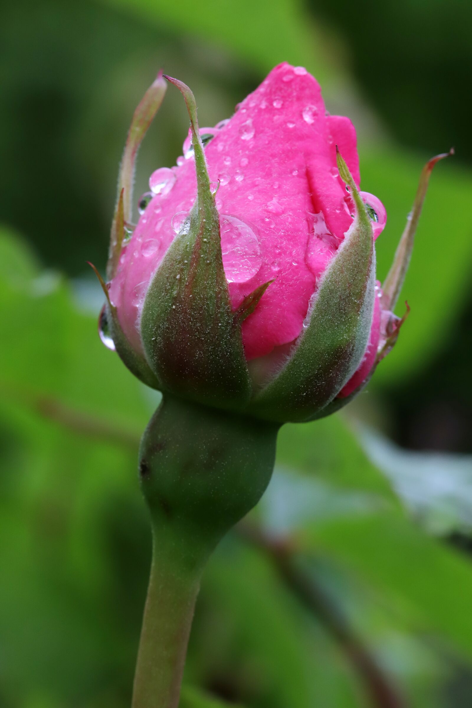 Canon EOS 6D Mark II sample photo. Rose, flowers, nature photography