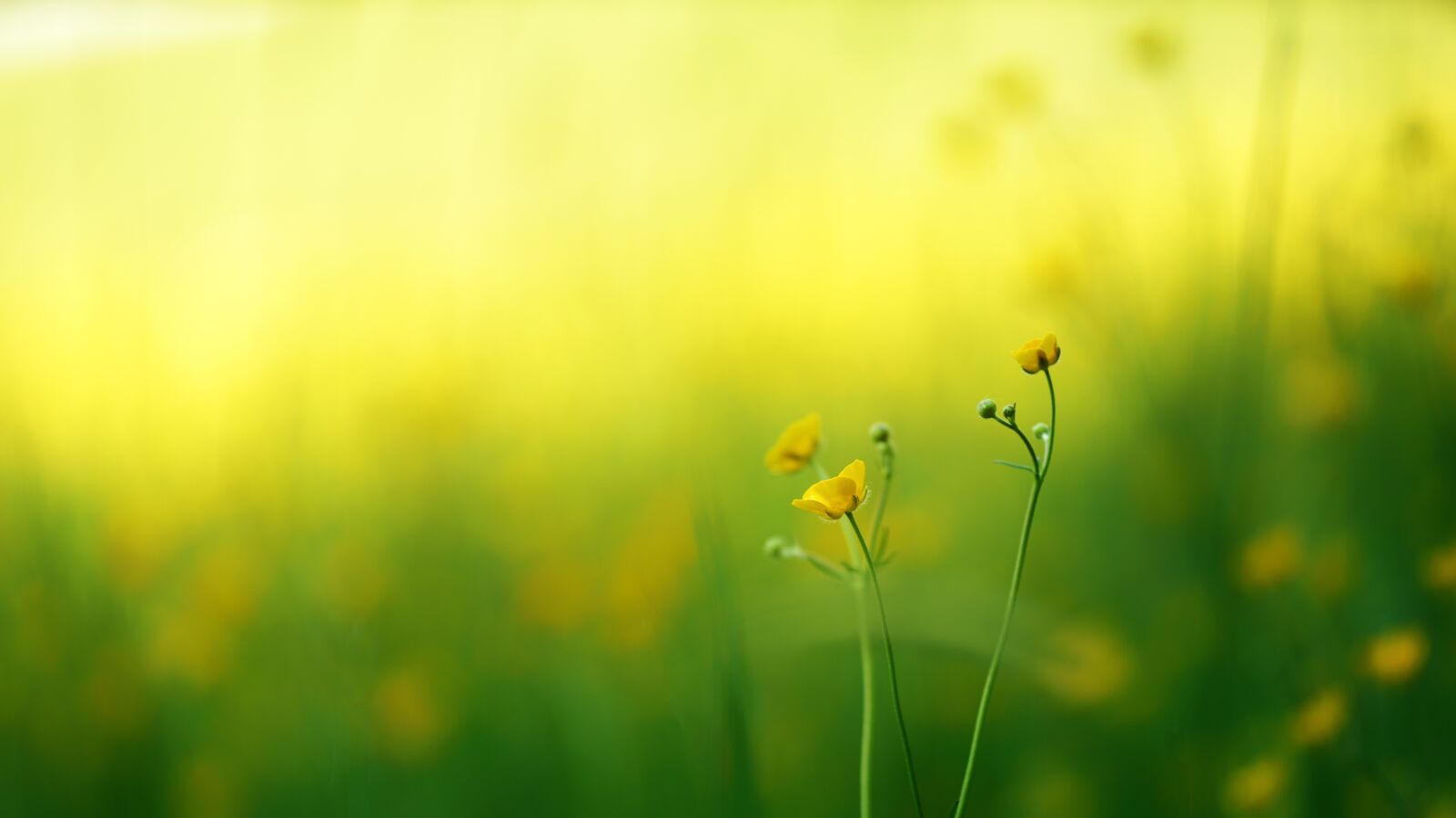 Sony a7 + Sony DT 50mm F1.8 SAM sample photo. Nature, grass, summer photography