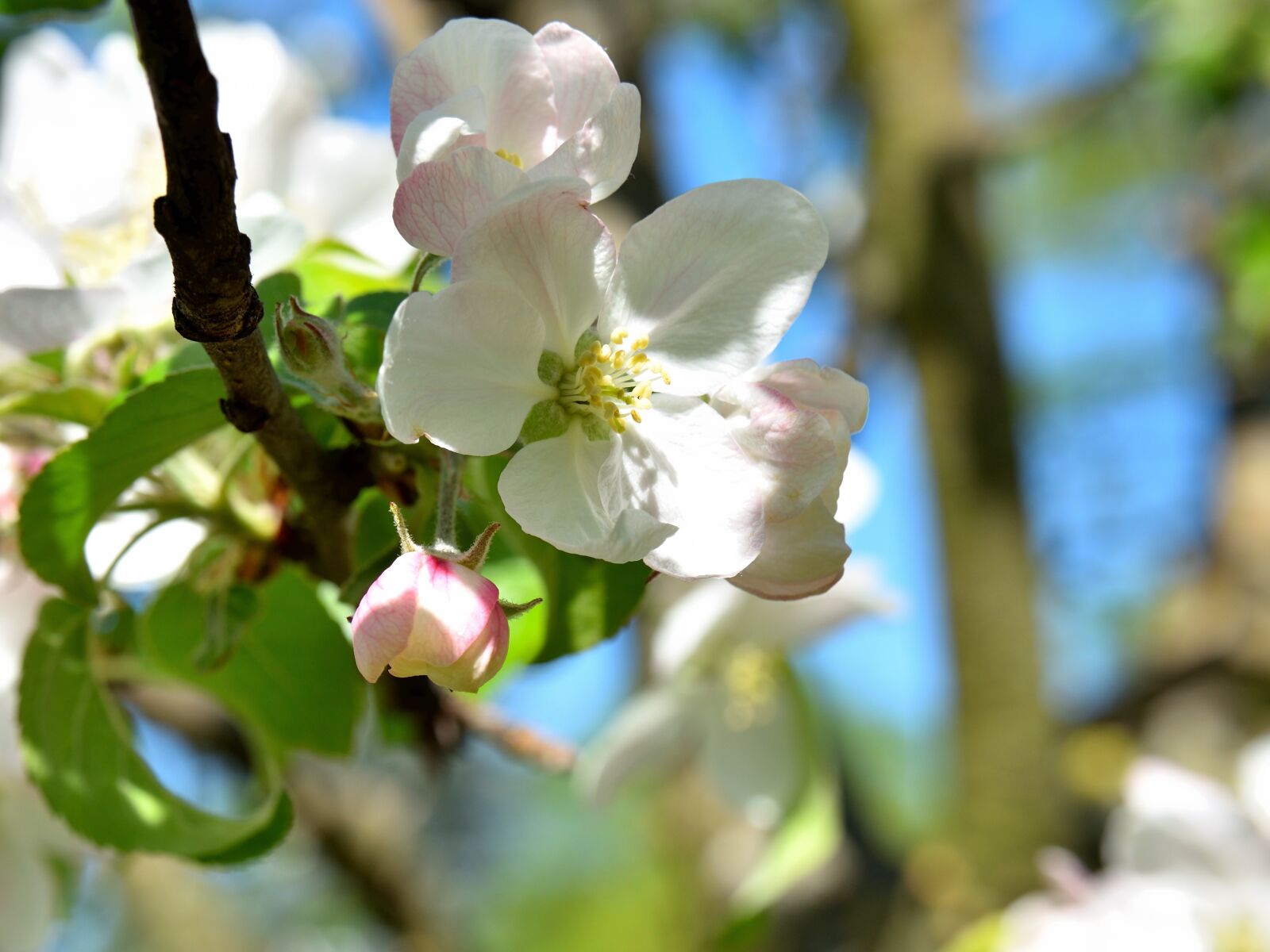 Nikon D5500 sample photo. Apple tree blossom, blossom photography