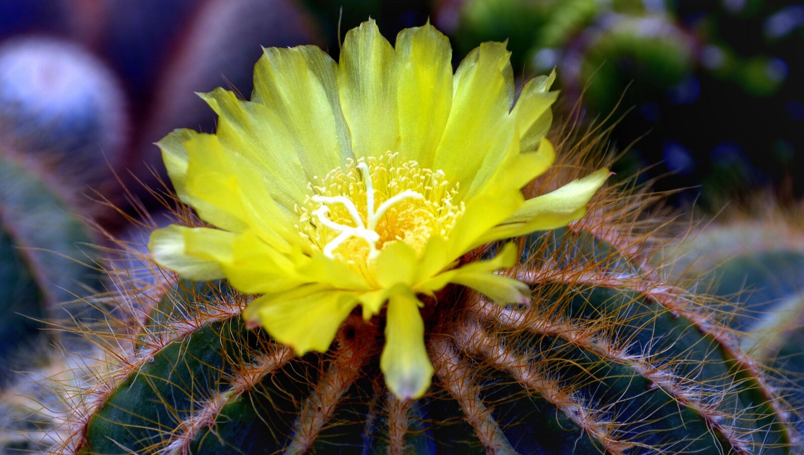 Nikon D5100 sample photo. Cactus, cacti, flower photography