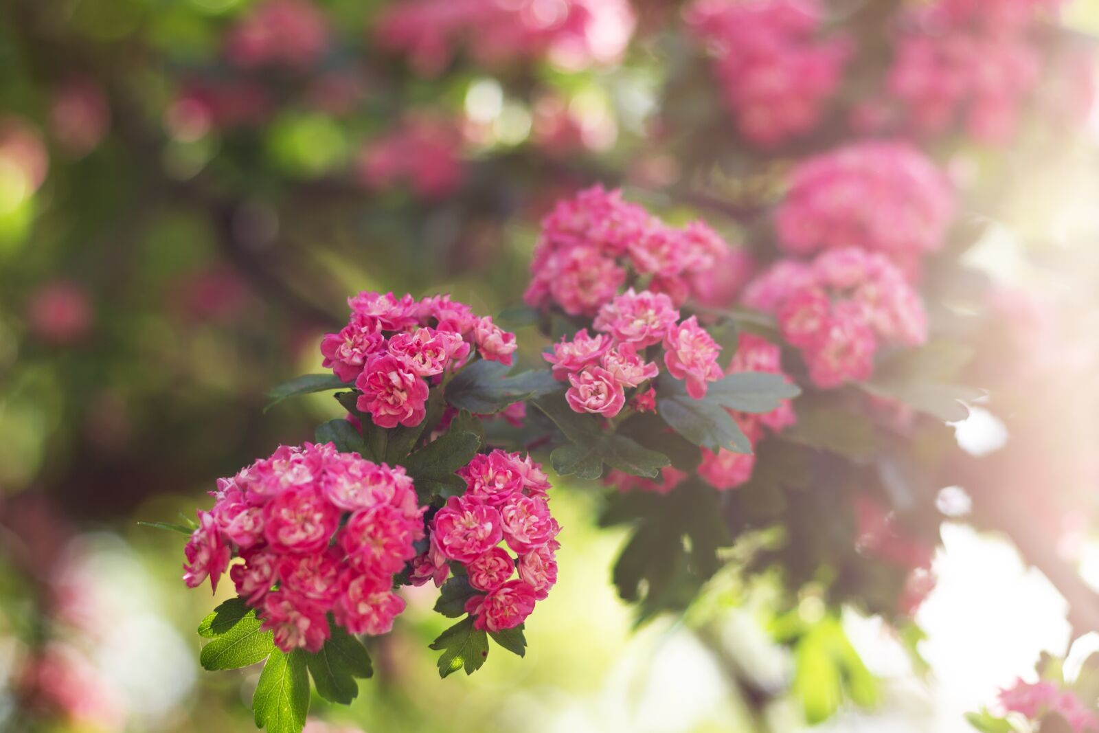 Canon EOS 7D sample photo. Hawthorn, pink, flowers photography