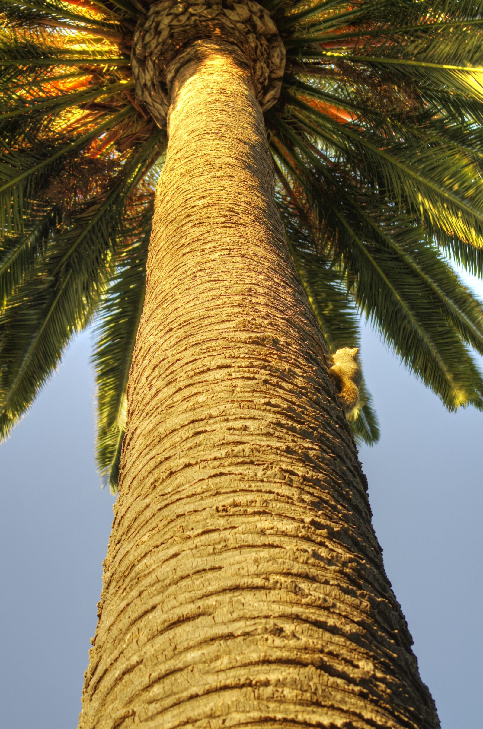 Pentax K-5 sample photo. Palm, squirrel, nature photography
