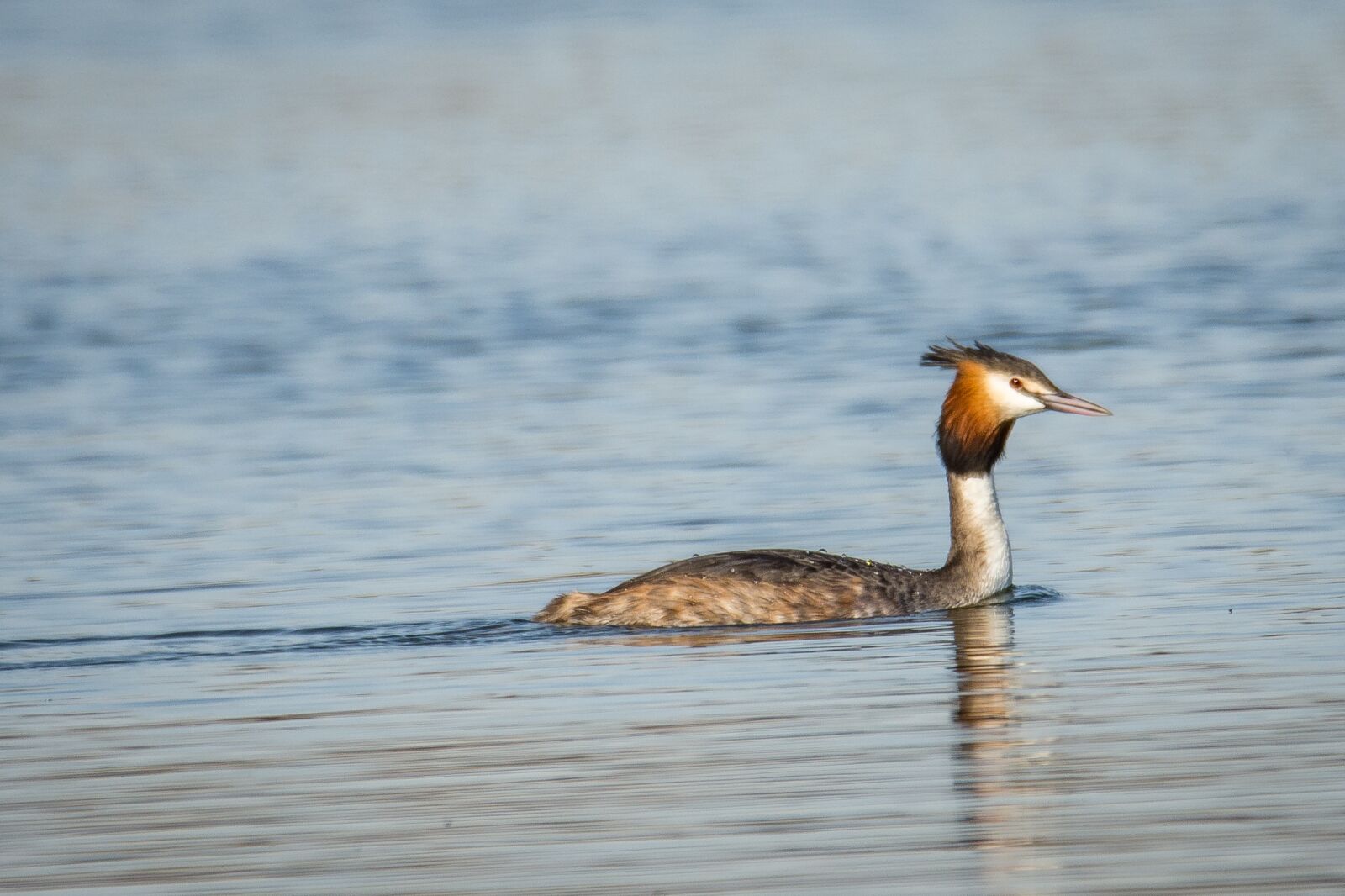 Nikon D7200 sample photo. Great crested grebe, grebe photography