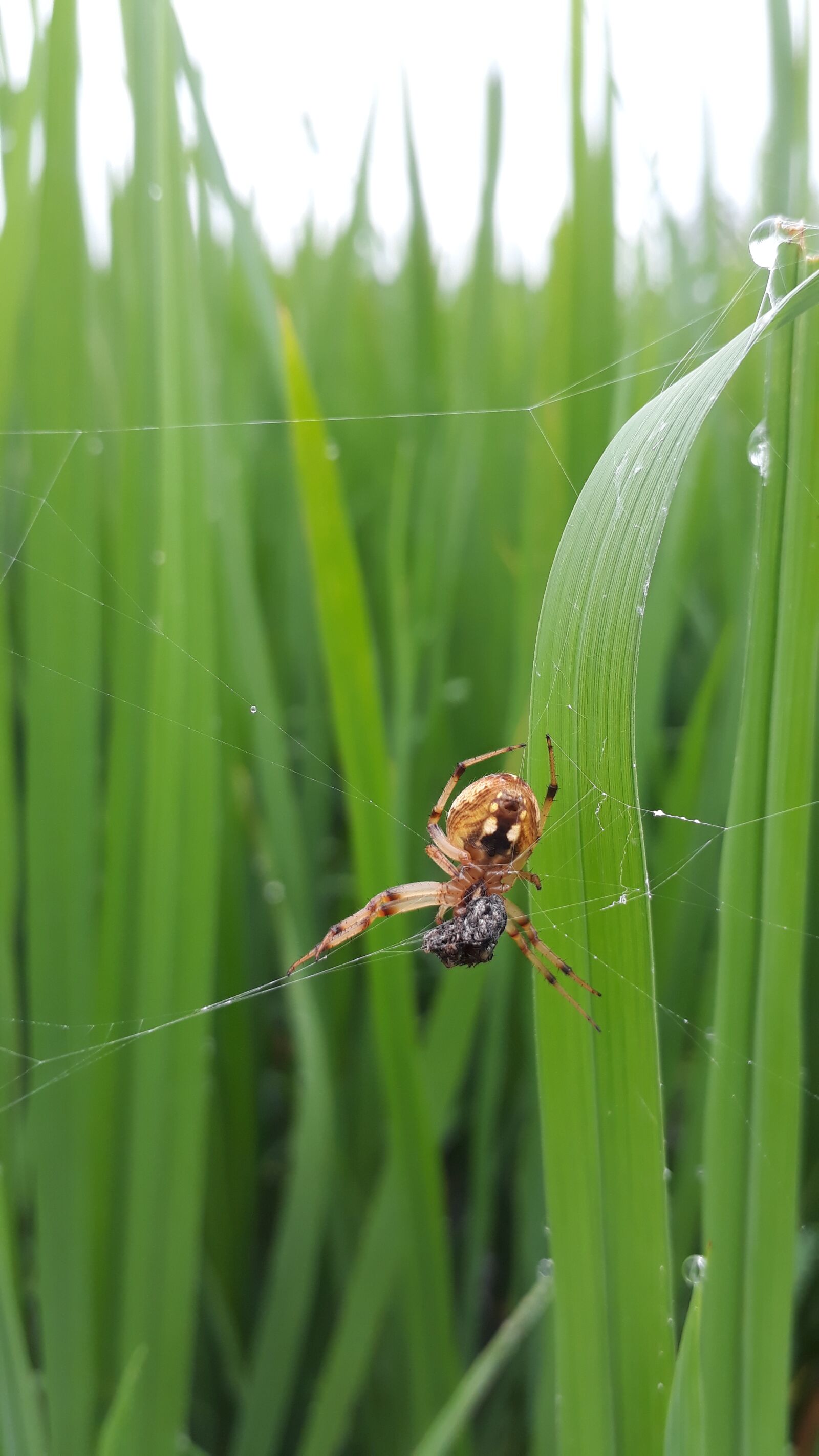 Samsung Galaxy J5 Prime sample photo. Spider, spider on grass photography