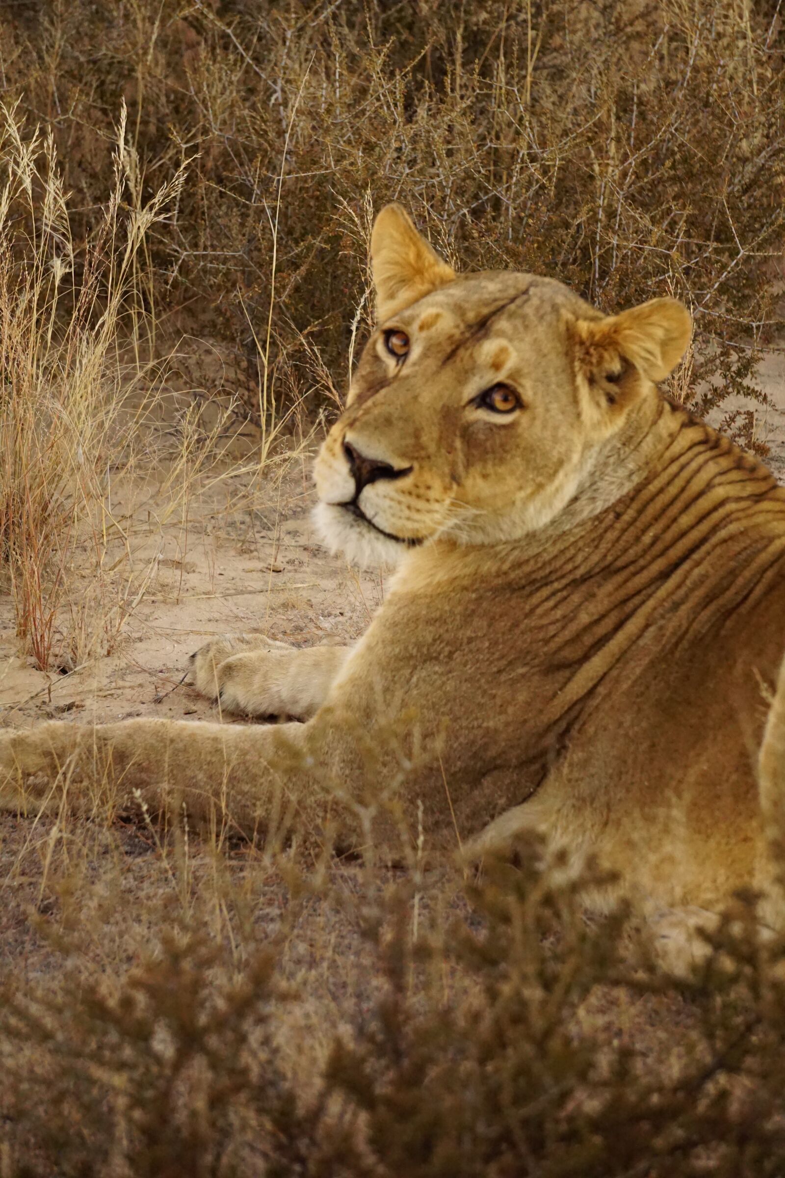 Sony a6000 sample photo. Lion, lioness, africa photography