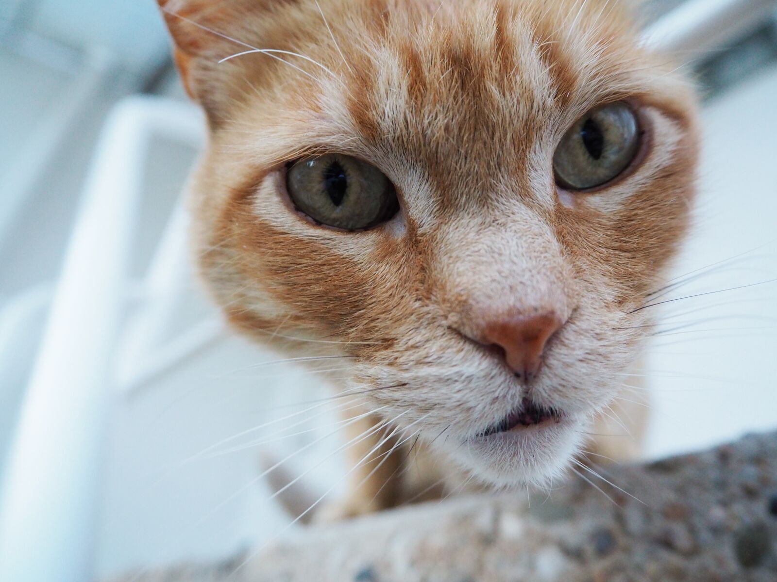 Olympus OM-D E-M10 II sample photo. Cat, cat home, brindle photography