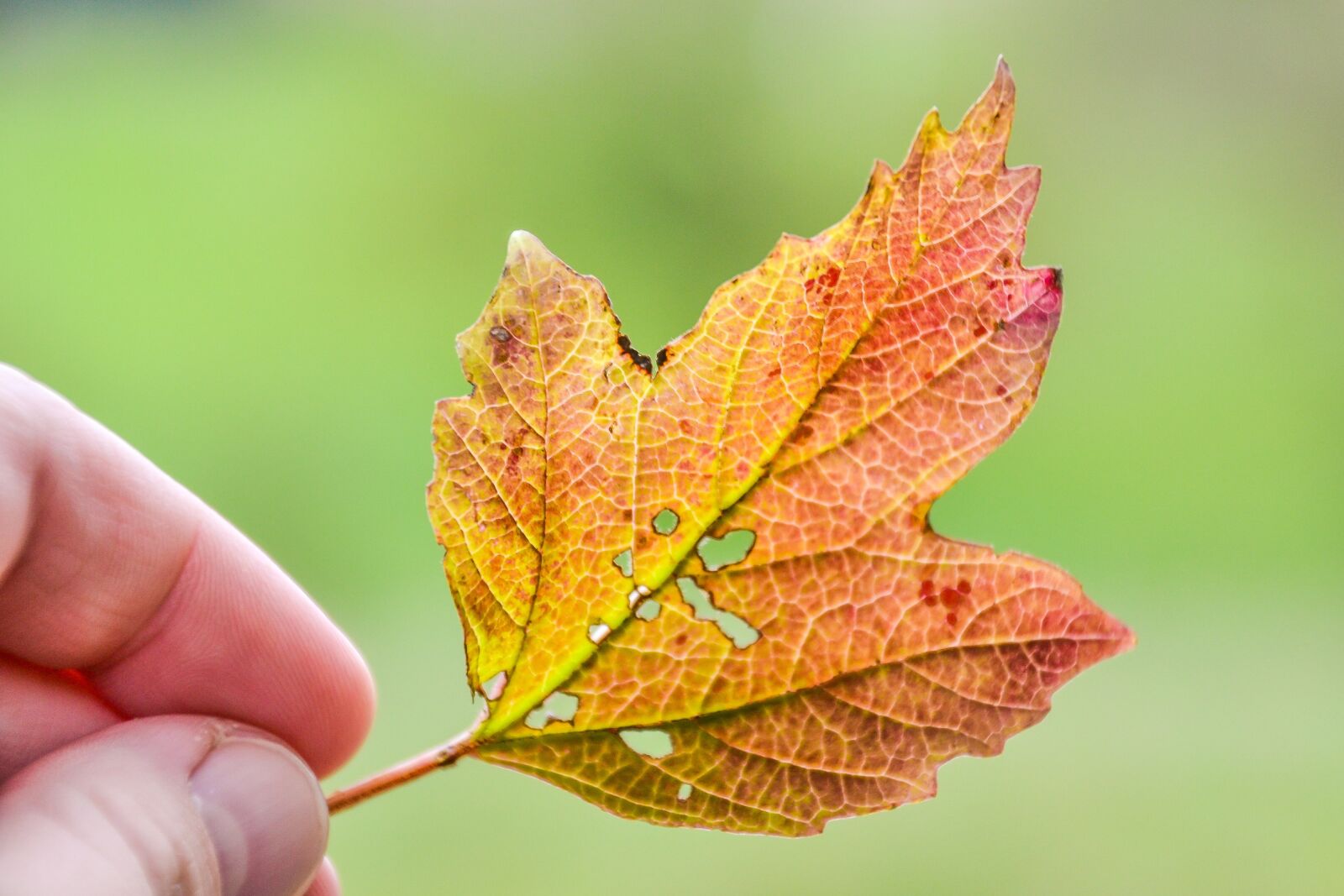 Nikon D3100 sample photo. Sheet, hand, autumn photography