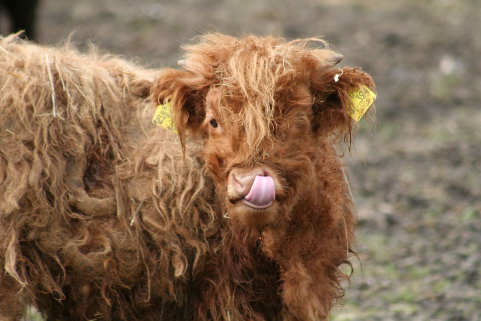 Canon EOS 350D (EOS Digital Rebel XT / EOS Kiss Digital N) sample photo. Cow, beef, ruminant photography