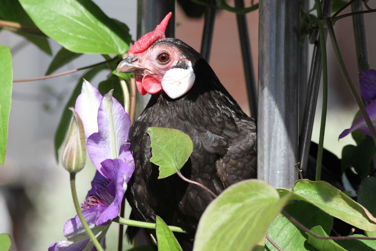 Canon EOS 7D sample photo. Hen, chicken, bantam photography