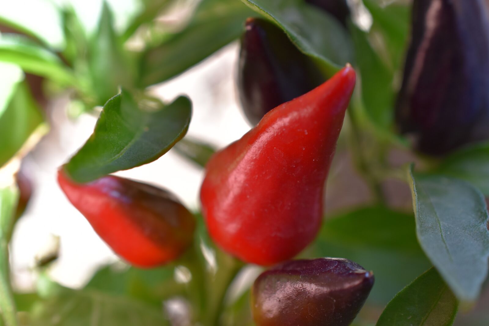 Nikon D5600 sample photo. Chili pepper, plant, spicy photography