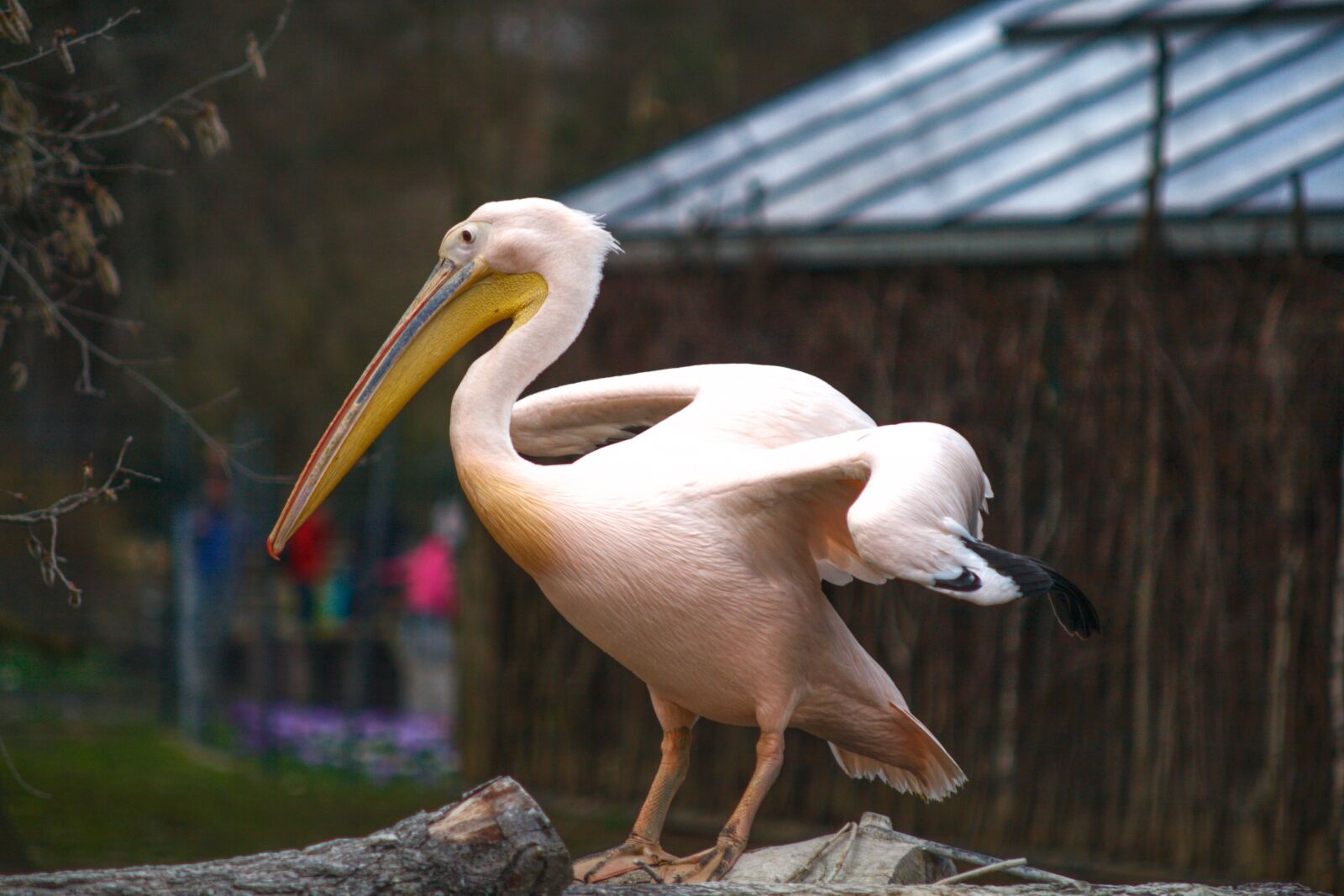 Canon EOS 400D (EOS Digital Rebel XTi / EOS Kiss Digital X) sample photo. Pelican, animal, tier photography