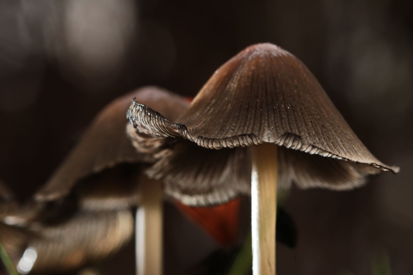 Canon EOS M3 sample photo. Nature, wood, daylight photography