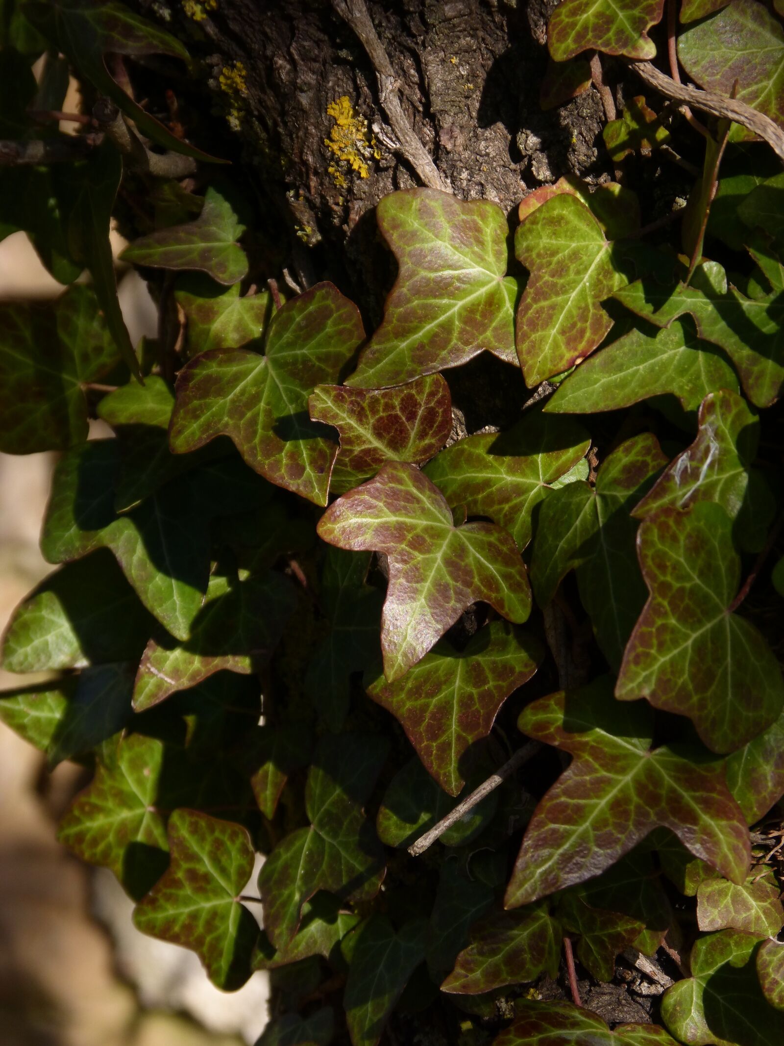 Panasonic DMC-FZ62 sample photo. Ivy, leaves, green and photography