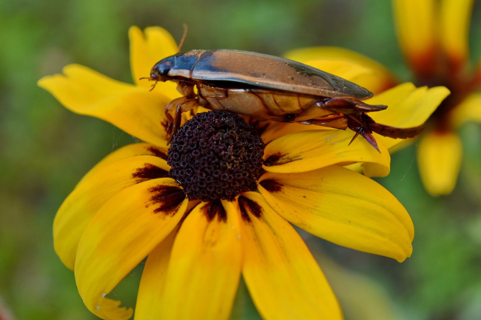 Nikon D5500 sample photo. Beetle, details, garden, wildflower photography