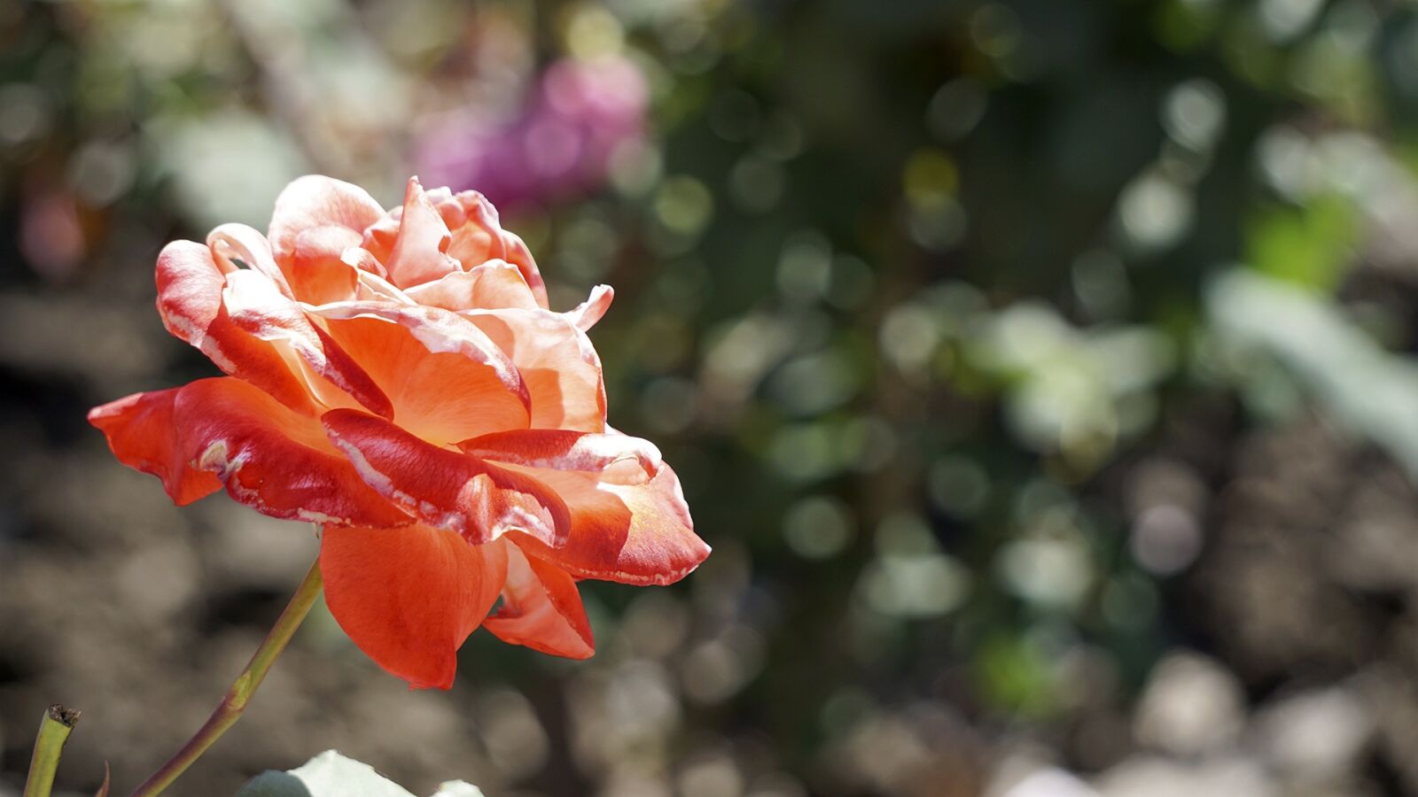 Sony a5100 sample photo. Rose, flower, bloom photography