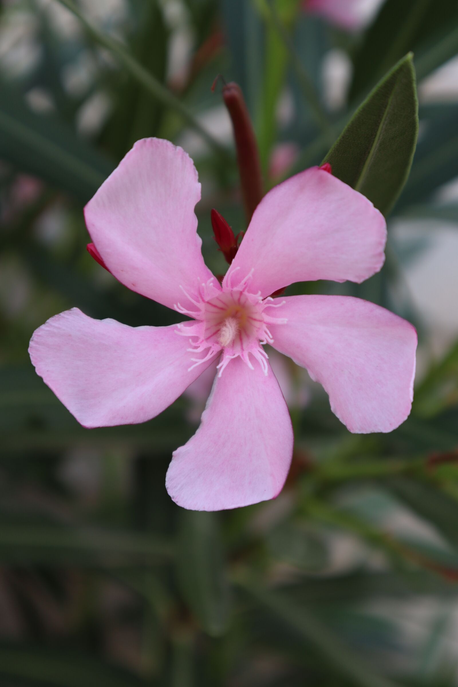 Canon EOS M50 (EOS Kiss M) sample photo. Flower, rosa, grinder photography