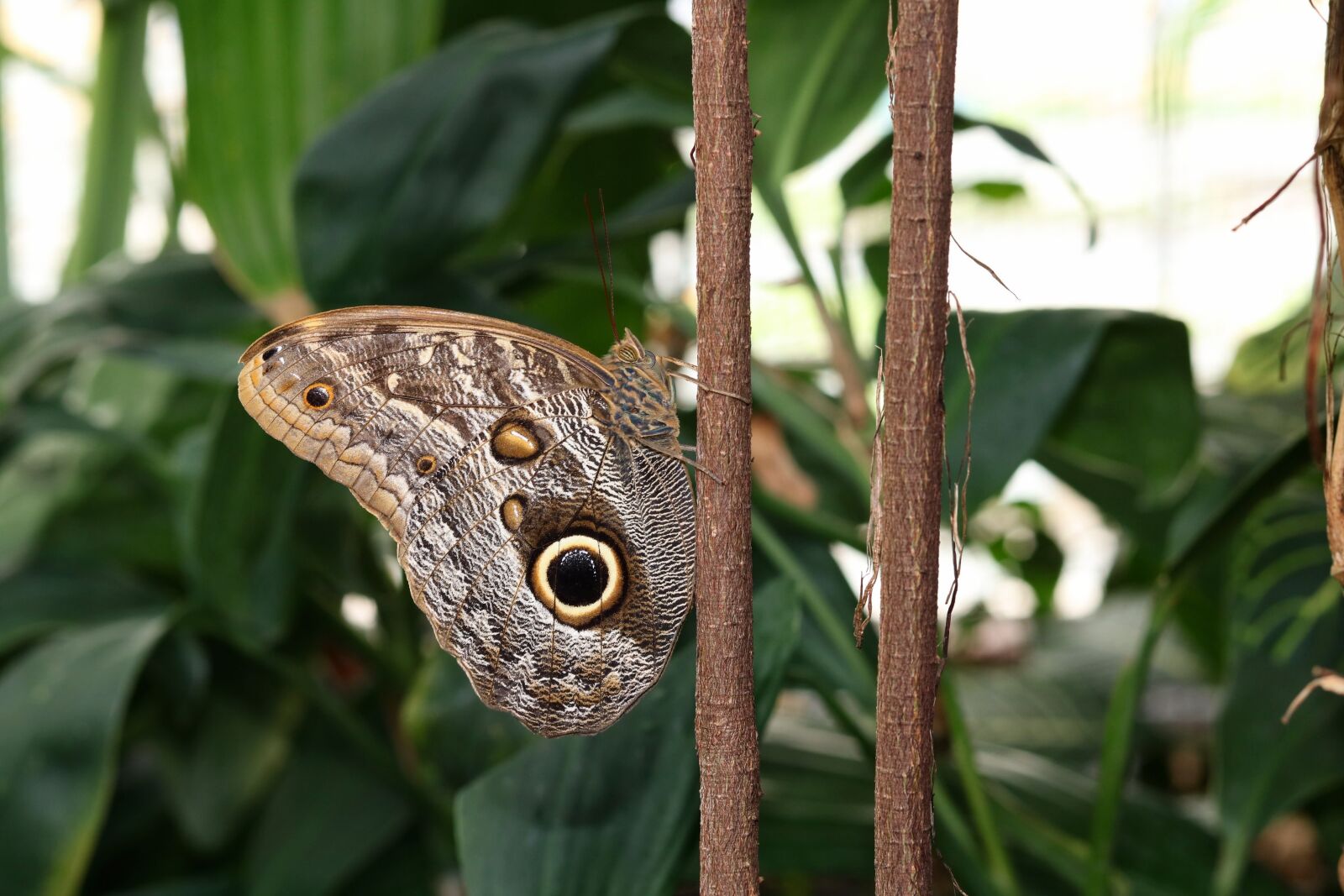 Canon EOS 750D (EOS Rebel T6i / EOS Kiss X8i) sample photo. Nature, animal world, tropical photography