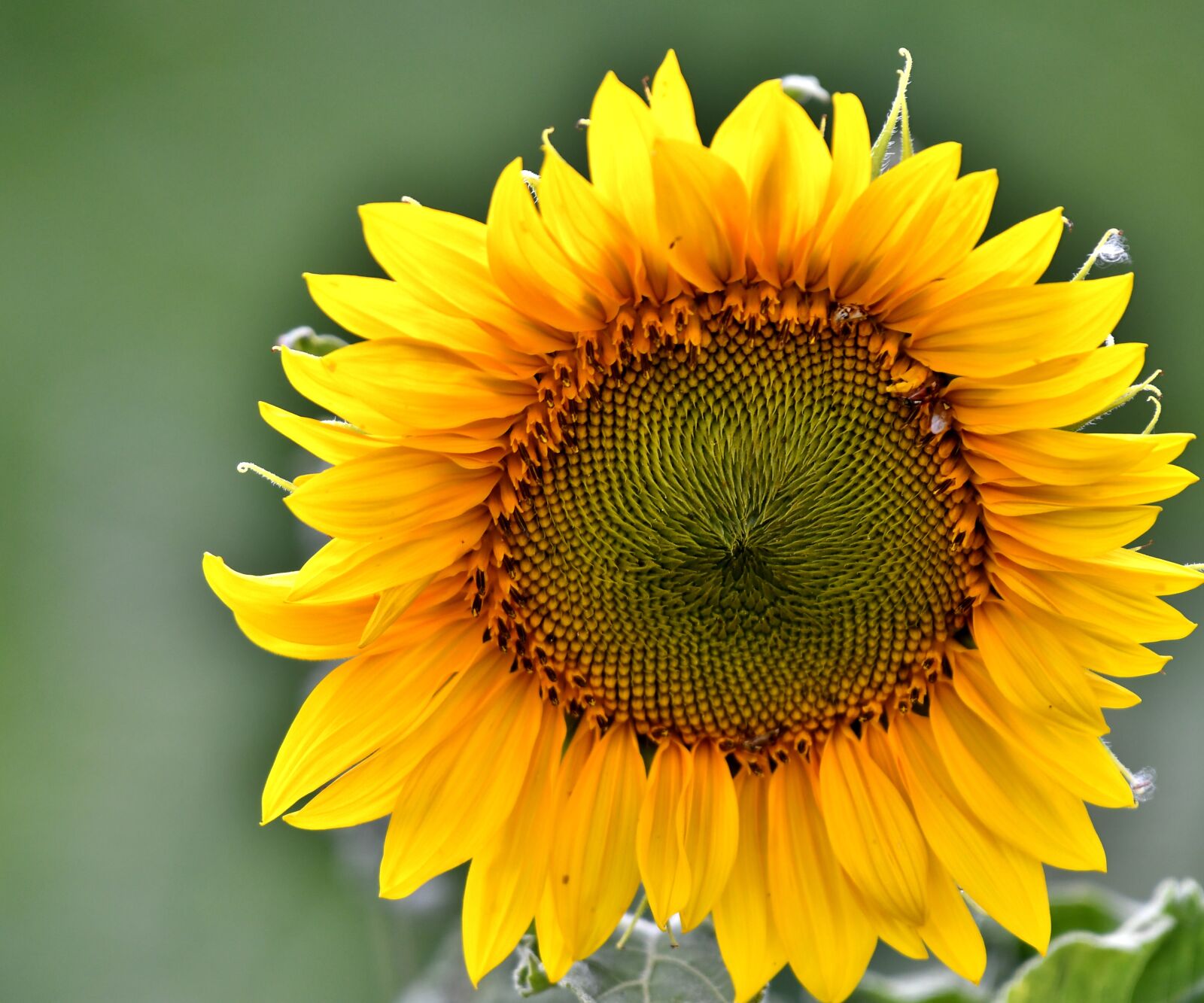 Nikon D500 sample photo. Sunflower, seeds, flower photography