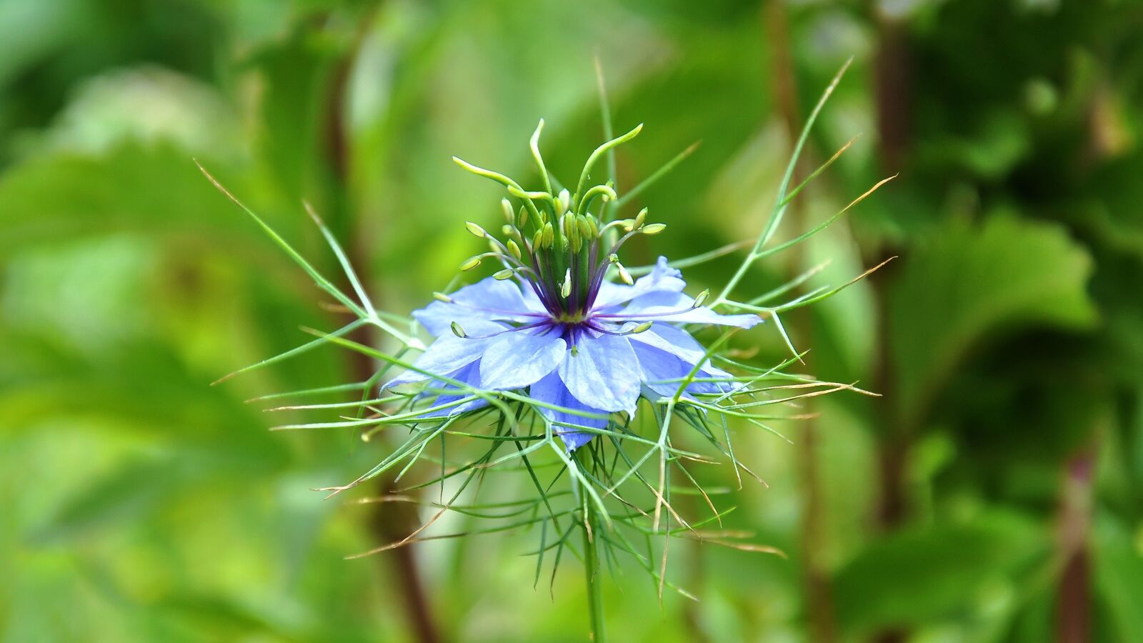 Nikon D90 sample photo. Nigella, blue flower, blue photography
