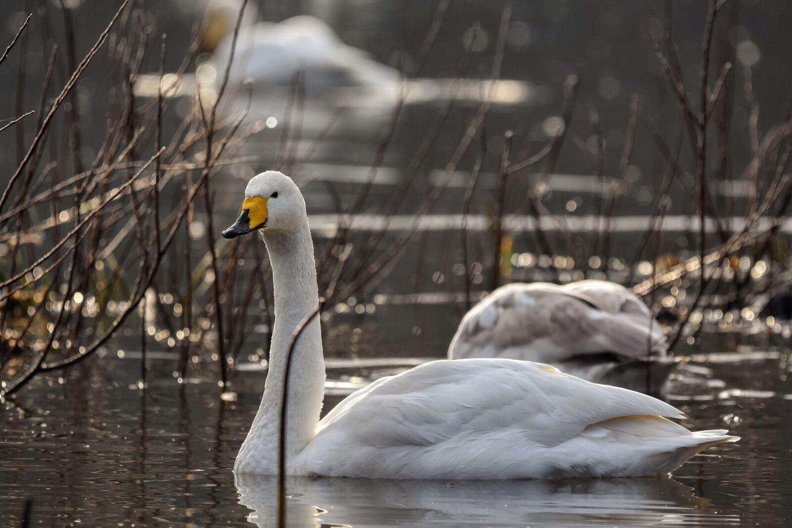 Nikon D7200 sample photo. Animal, pond, water photography