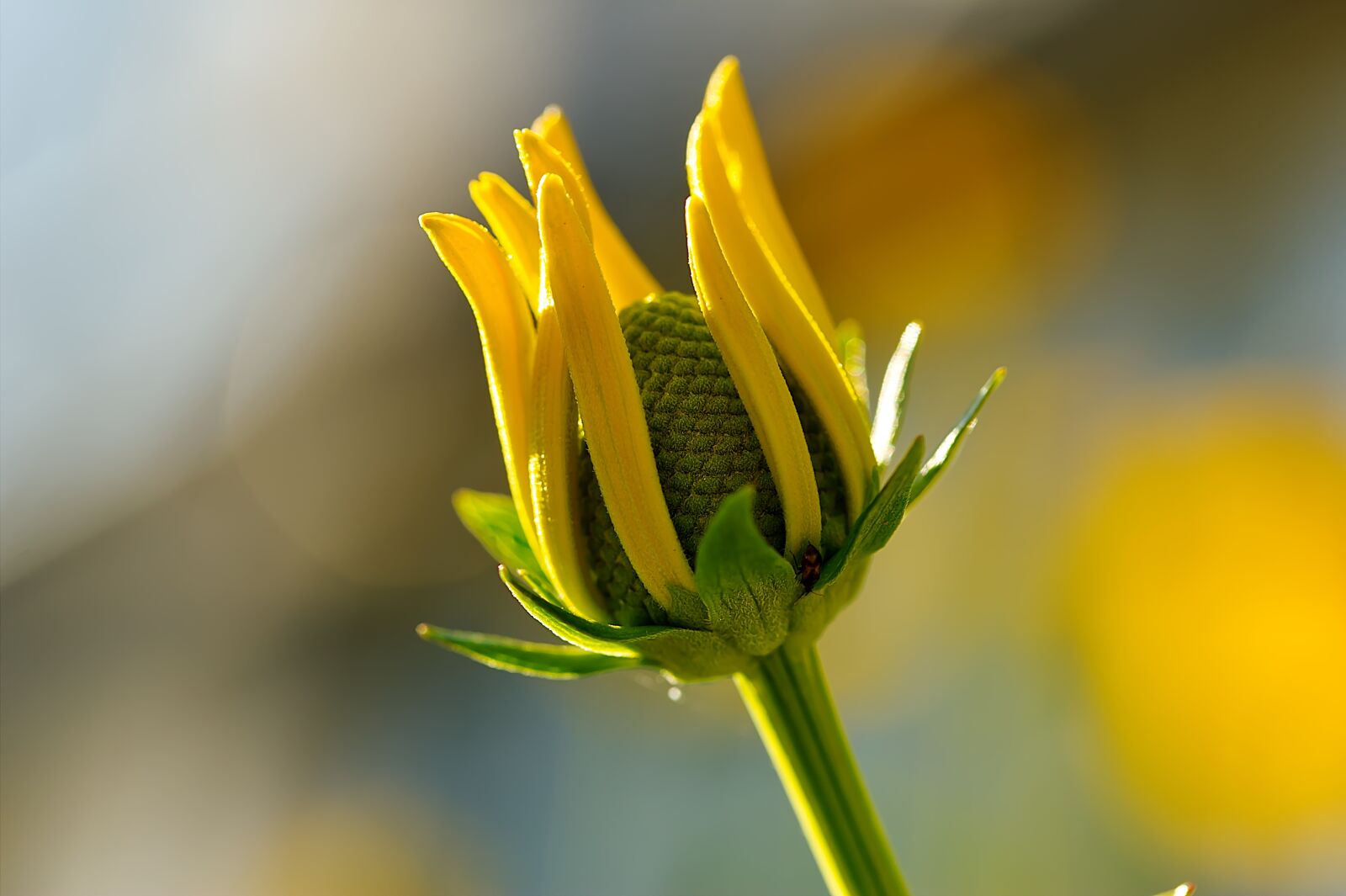 Canon EOS 60D sample photo. Flower, petals, plant photography