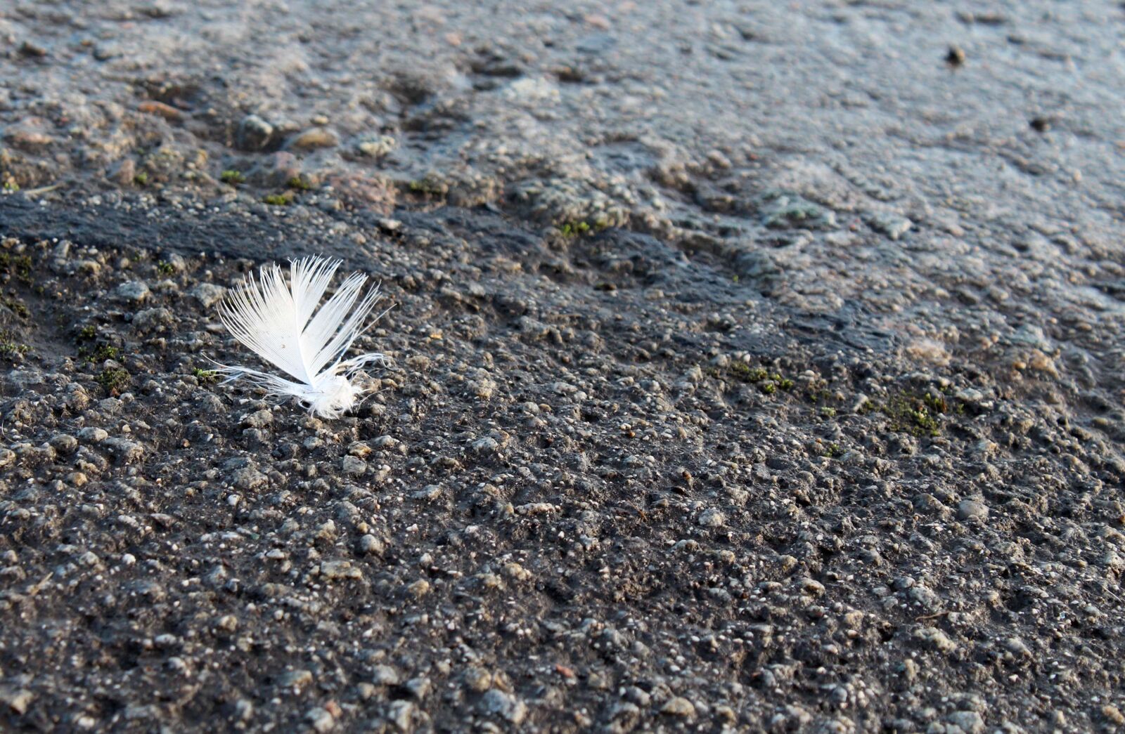 Canon EOS 1300D (EOS Rebel T6 / EOS Kiss X80) sample photo. Feather, texture, contrast photography
