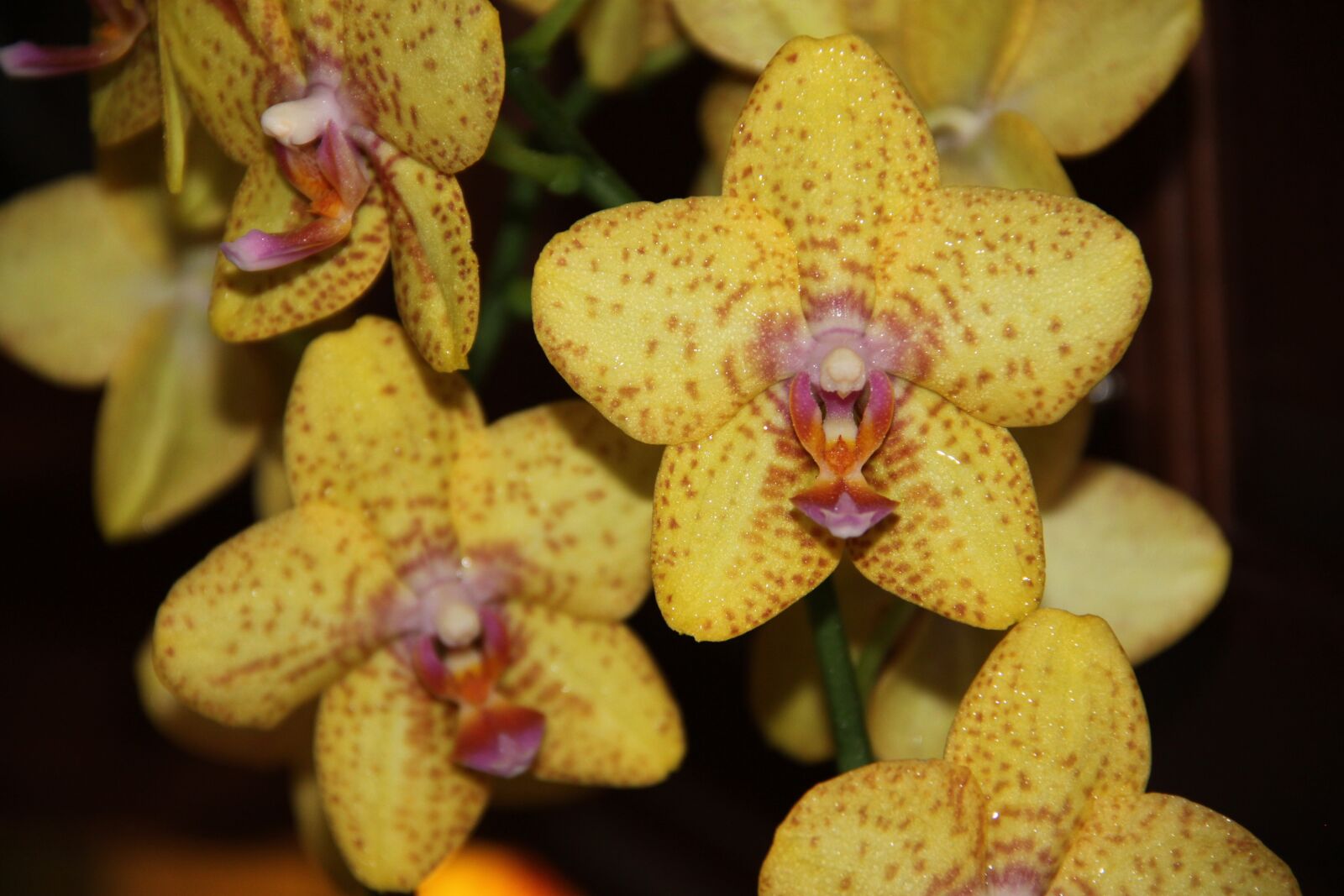 Canon EOS 500D (EOS Rebel T1i / EOS Kiss X3) sample photo. Orchid, yellow, flower photography