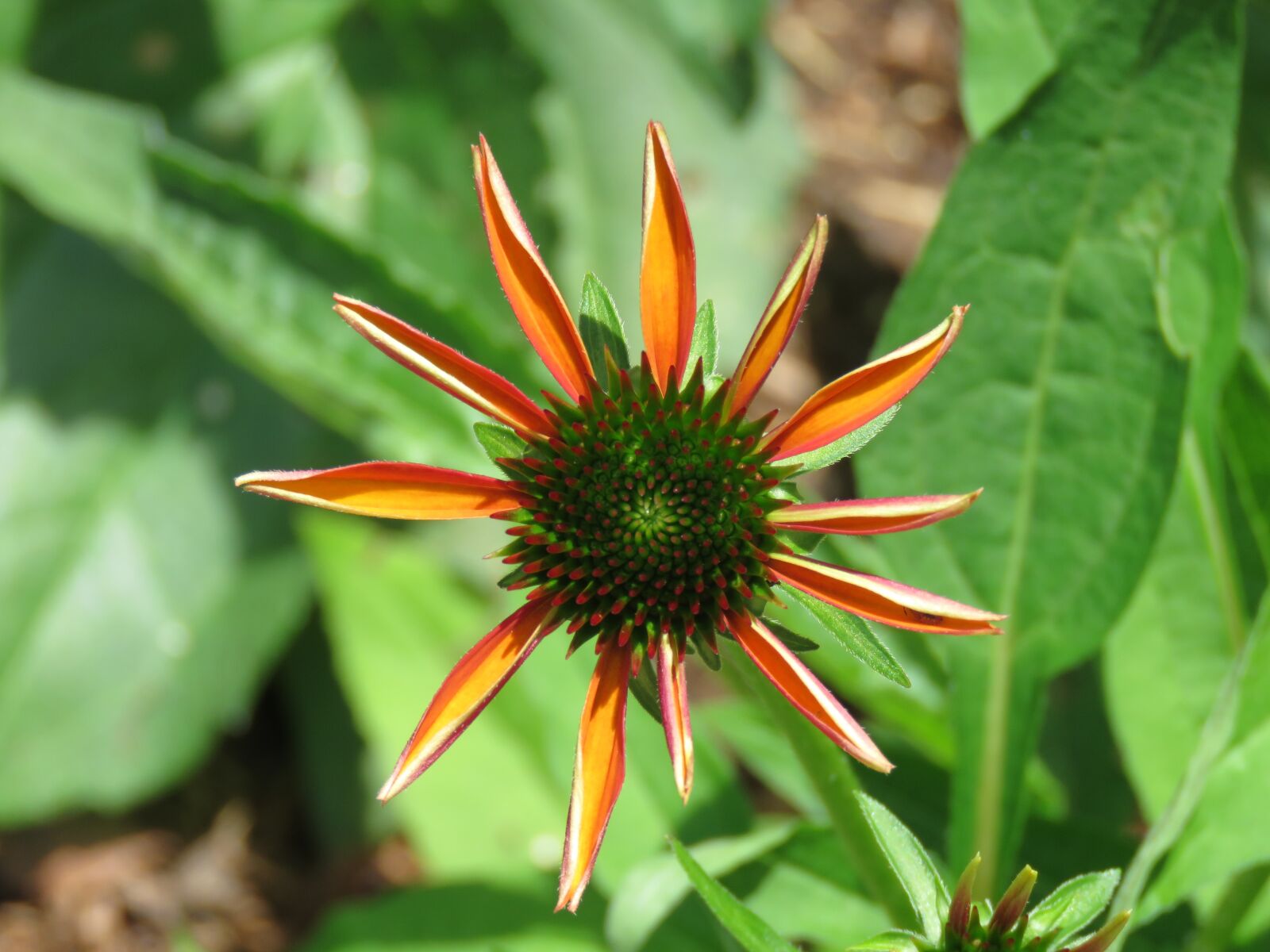 Canon PowerShot SX60 HS sample photo. Cone flower, nature, plant photography