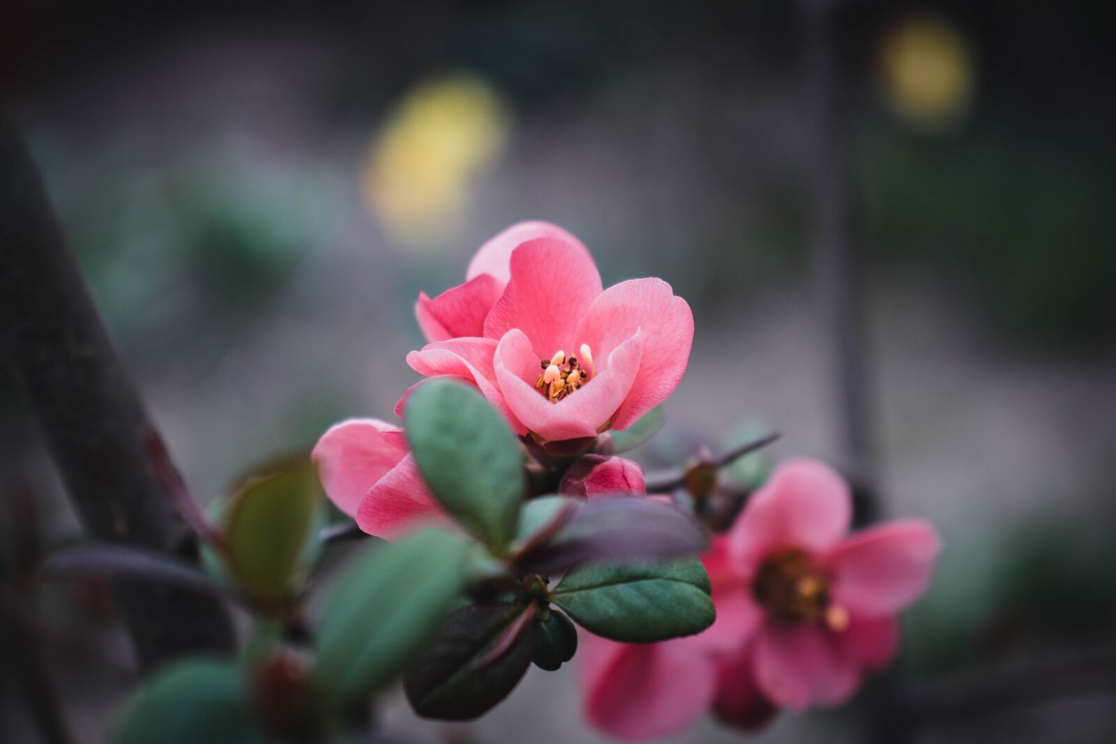 Canon EOS 77D (EOS 9000D / EOS 770D) sample photo. Flower, pink, spring photography
