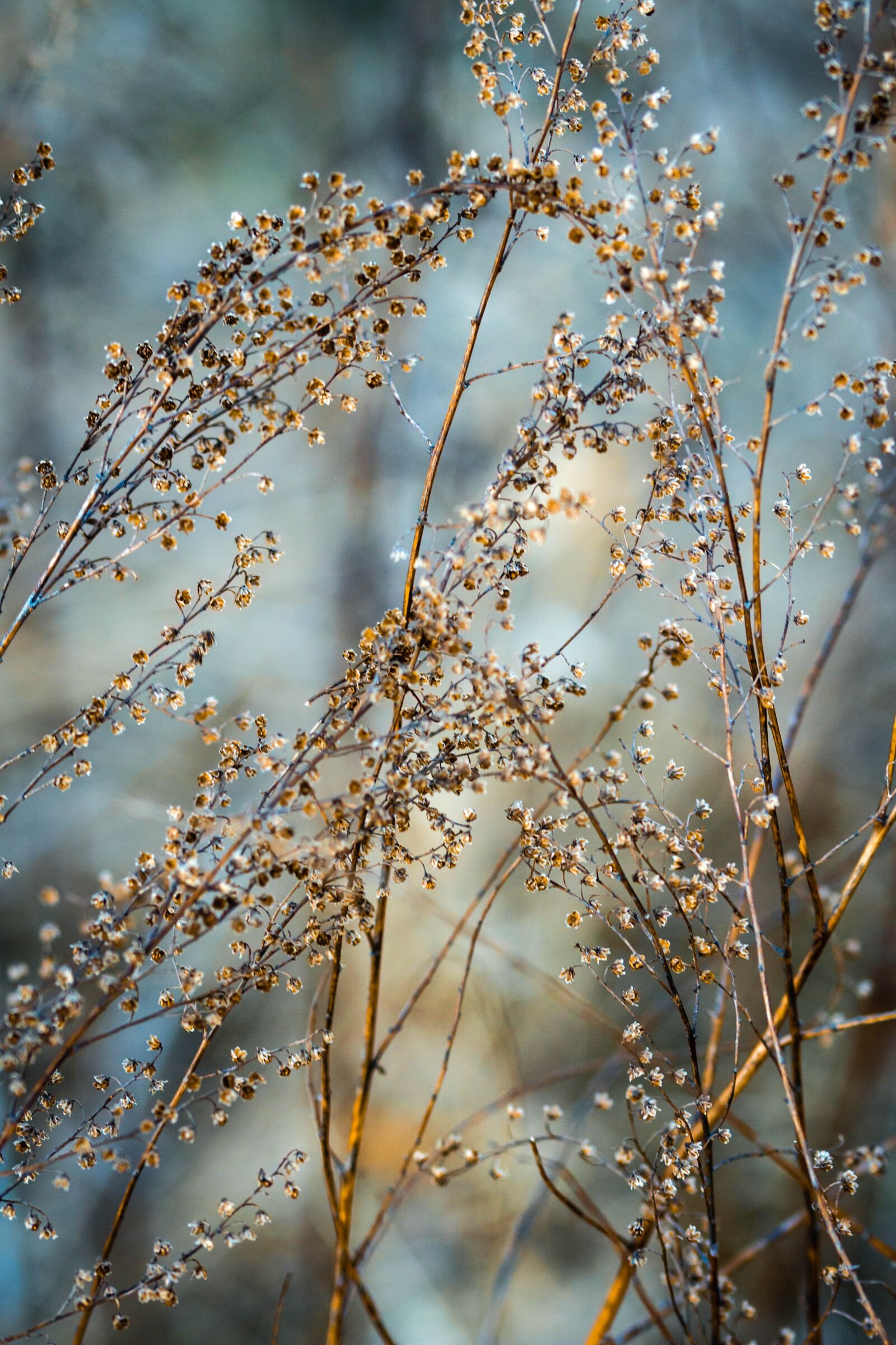 Canon EOS 700D (EOS Rebel T5i / EOS Kiss X7i) sample photo. Nature, tree, season photography
