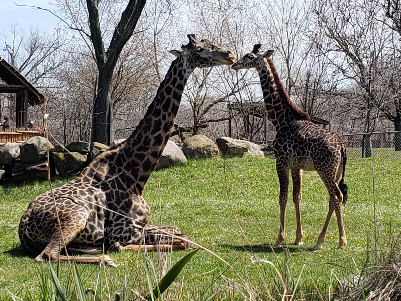 Samsung Galaxy S9 sample photo. Giraffe, baby giraffe, zoo photography