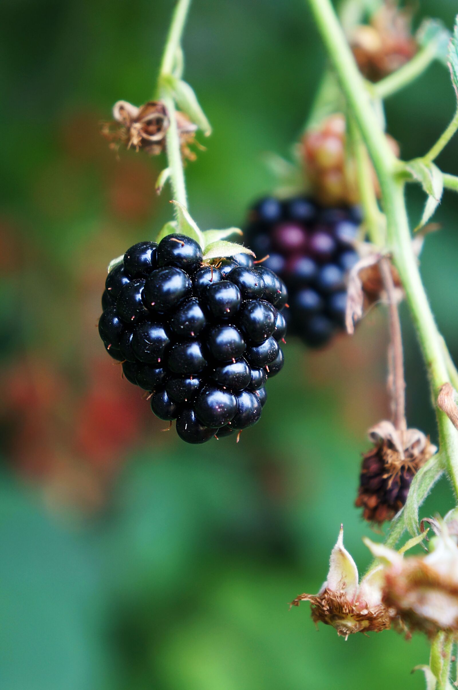 Sony Alpha NEX-5N + Sony E 18-55mm F3.5-5.6 OSS sample photo. Blackberry, berry, fruits photography