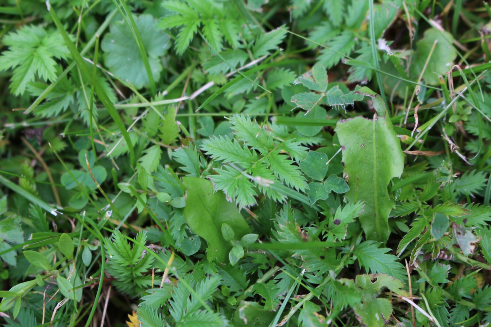 Canon EOS 100D (EOS Rebel SL1 / EOS Kiss X7) sample photo. Grass, green, summer photography