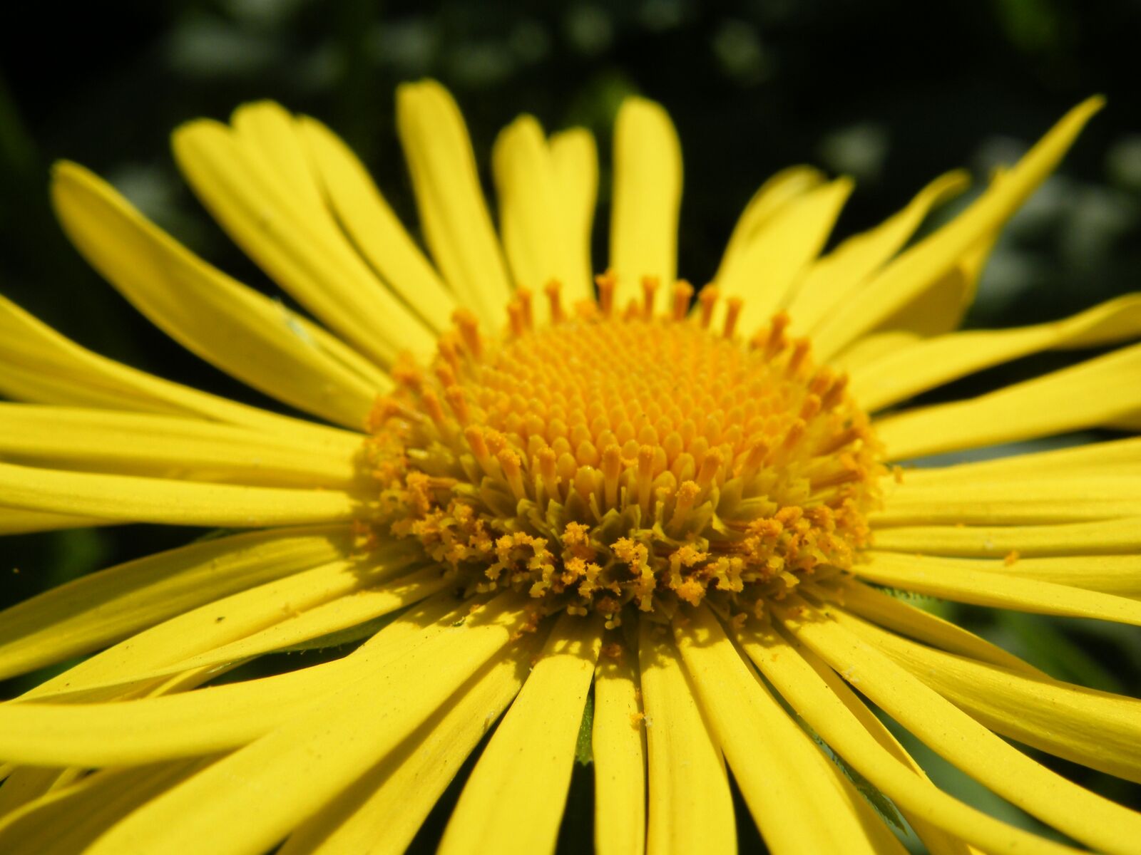 Fujifilm FinePix S8000fd sample photo. Flower, yellow, plant photography