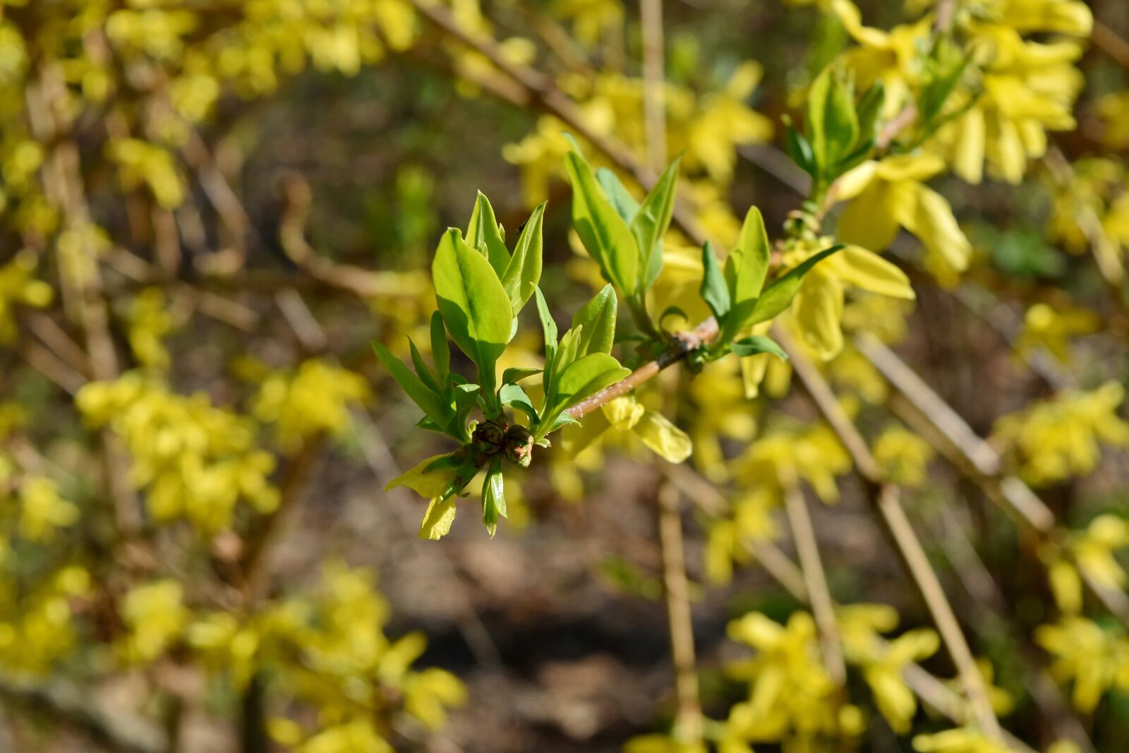 Nikon D5500 sample photo. Flora, flower, herb, leaf photography