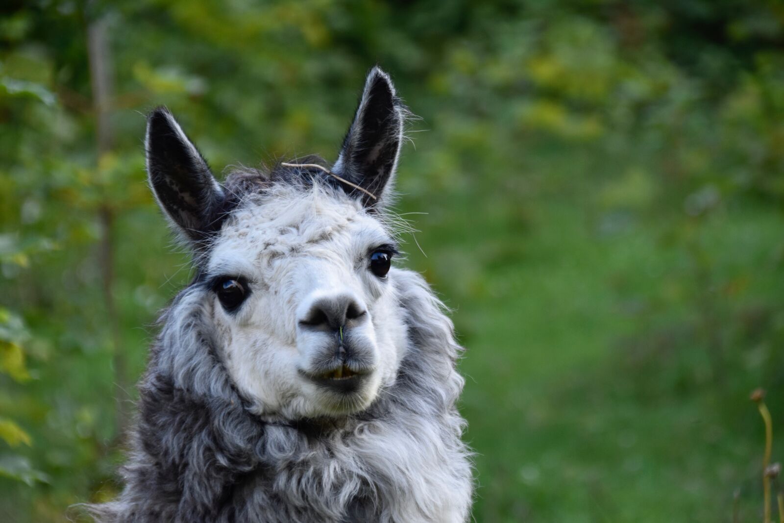 Nikon D5600 sample photo. Alpaca, camelids, alpaca nice photography
