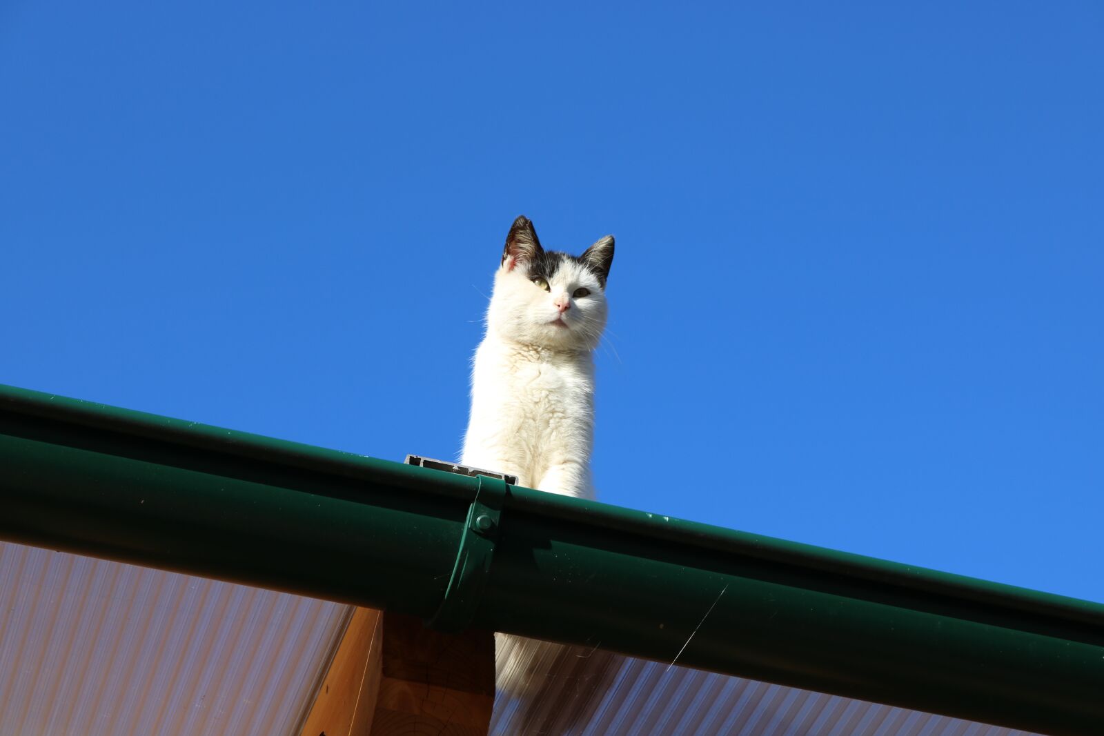 Canon EOS 750D (EOS Rebel T6i / EOS Kiss X8i) sample photo. Cat, animal, pet photography